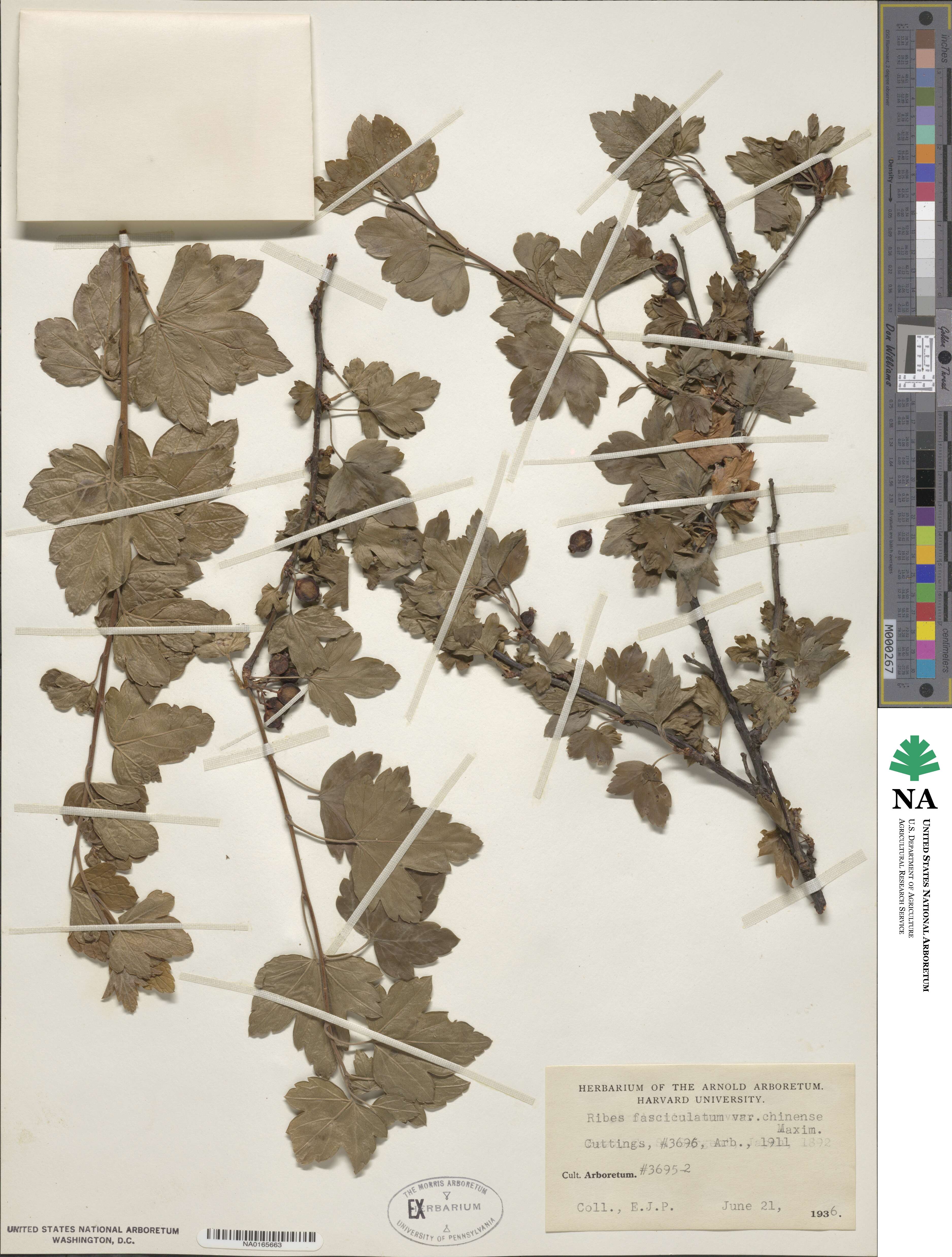 Ribes fasciculatum image