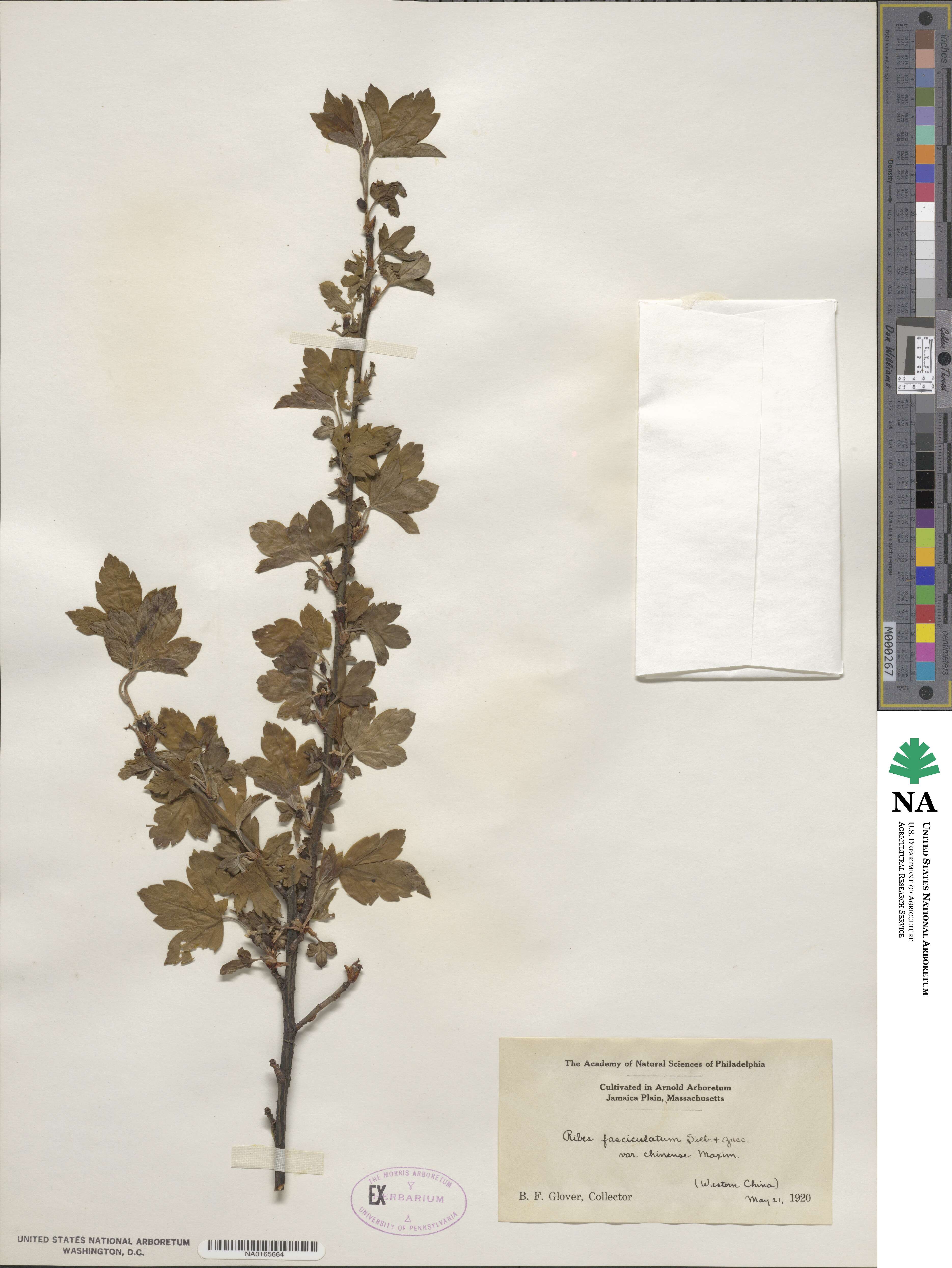 Ribes fasciculatum image