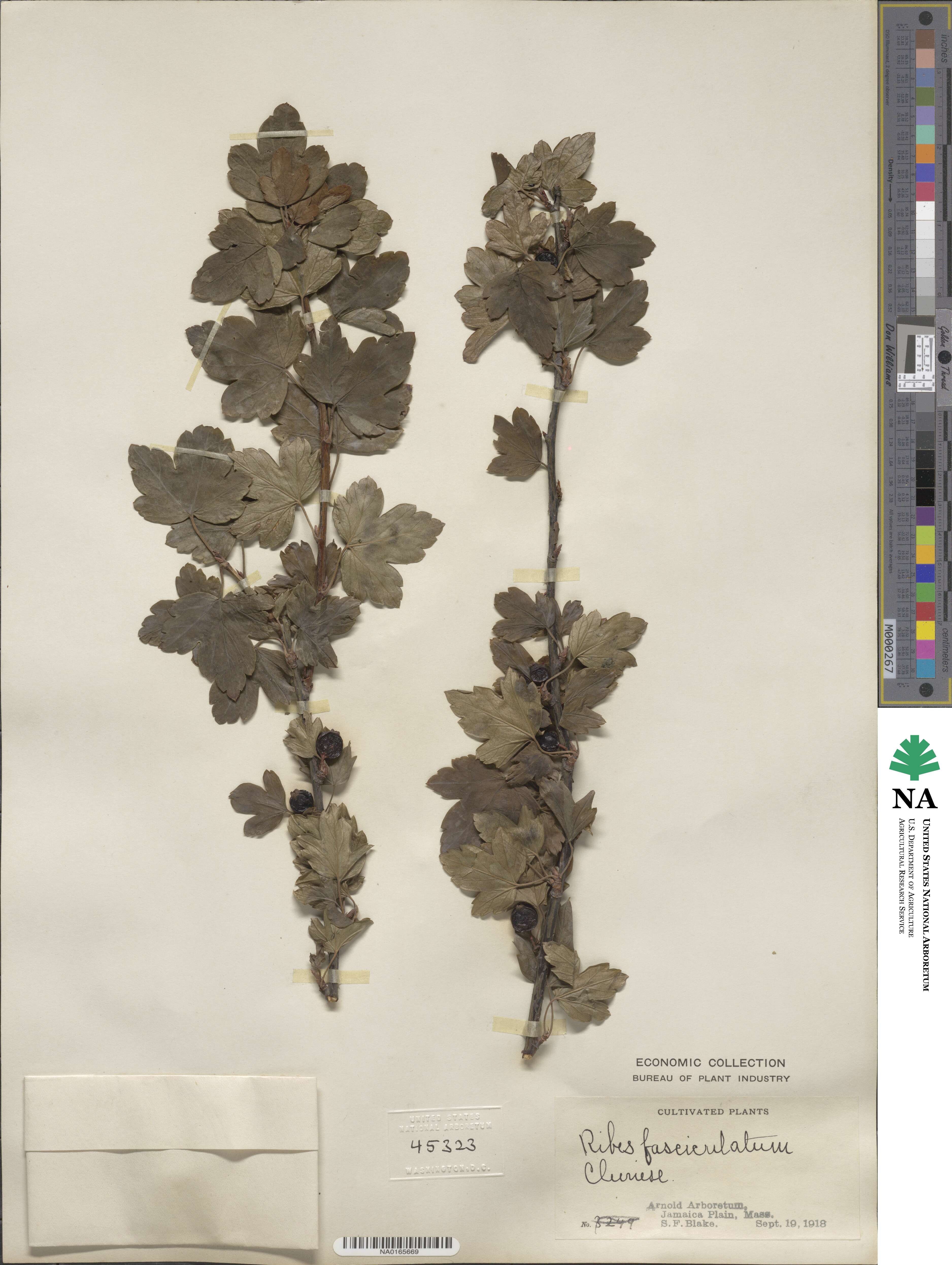 Ribes fasciculatum image