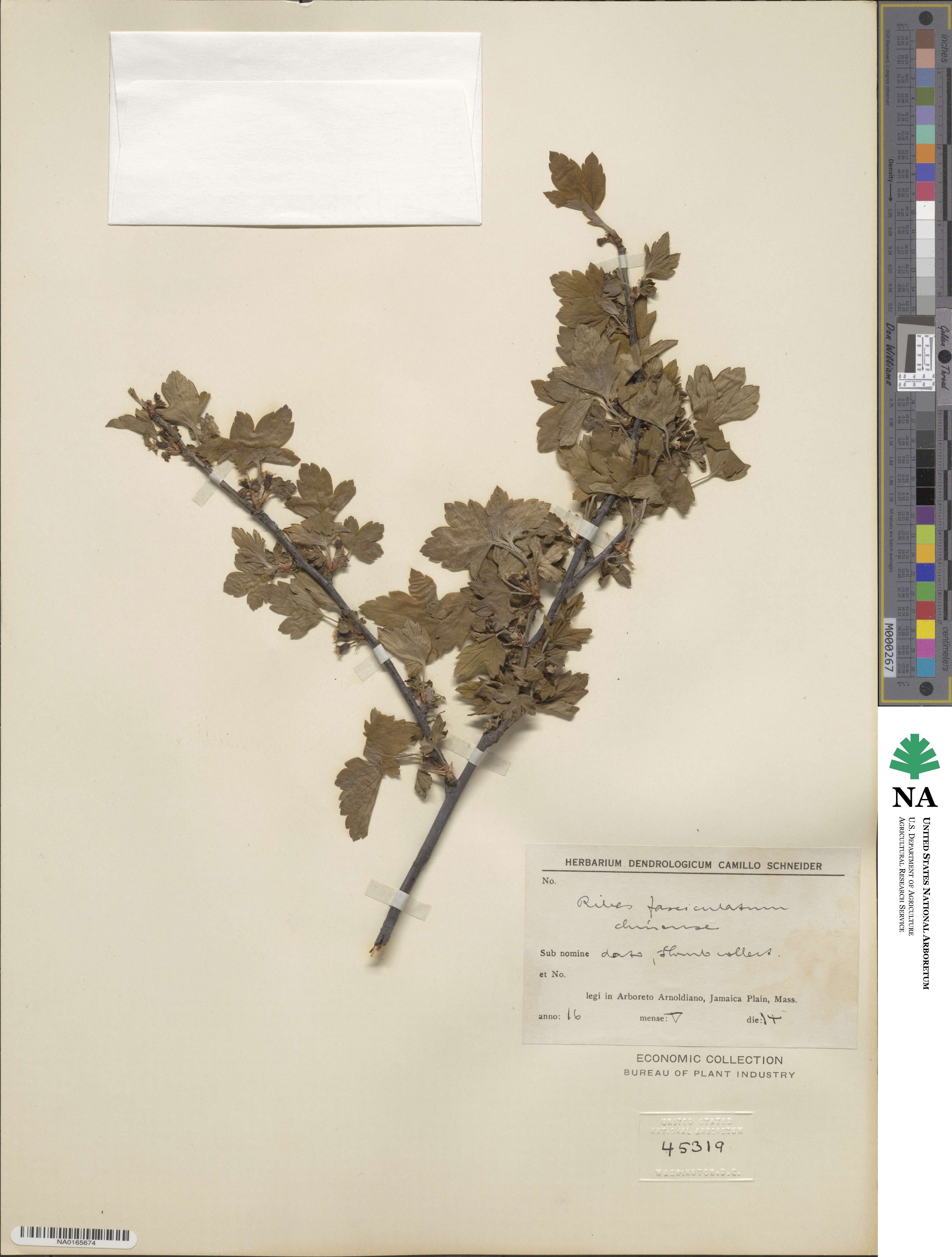 Ribes fasciculatum image