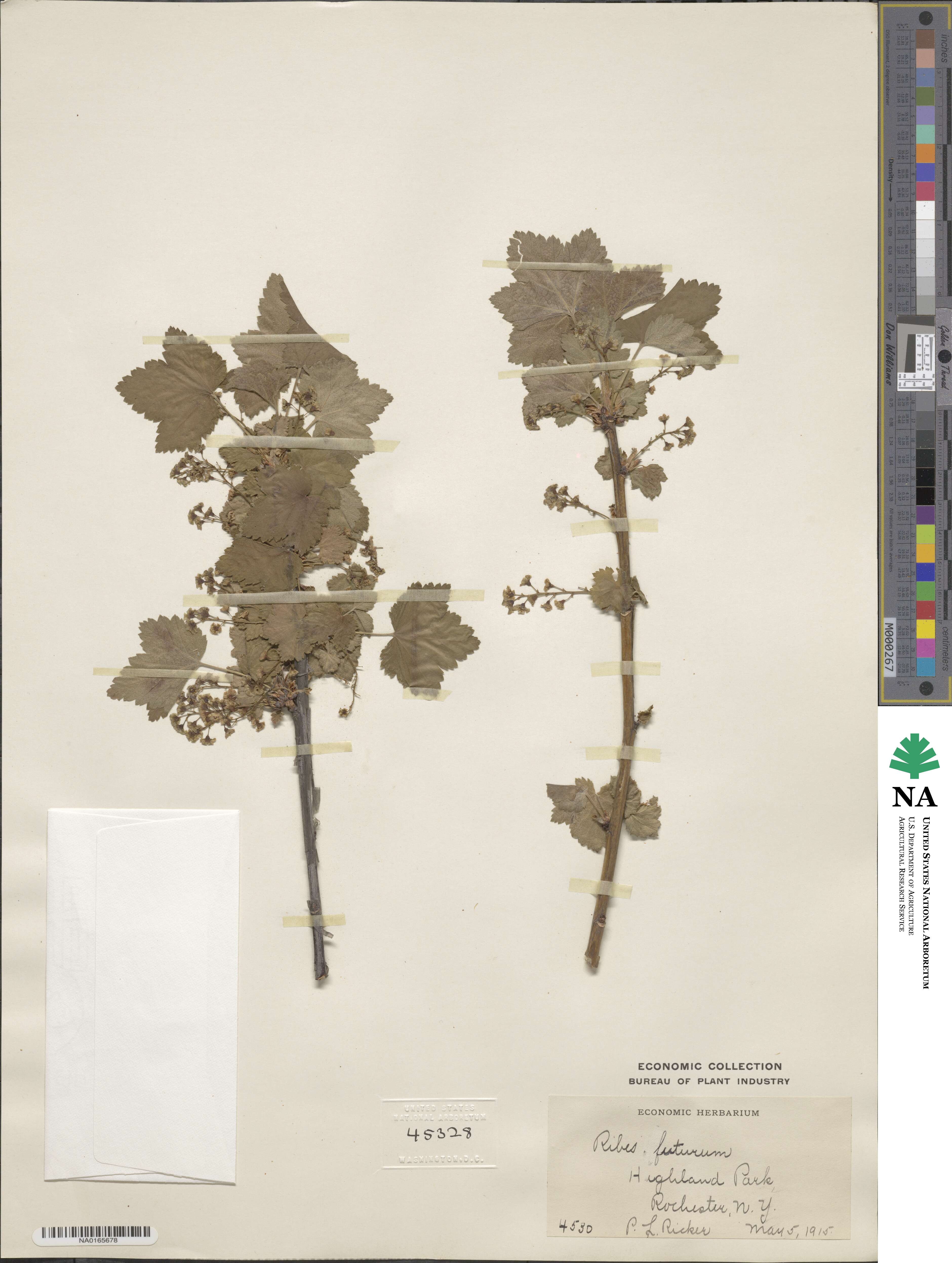 Ribes × futurum image