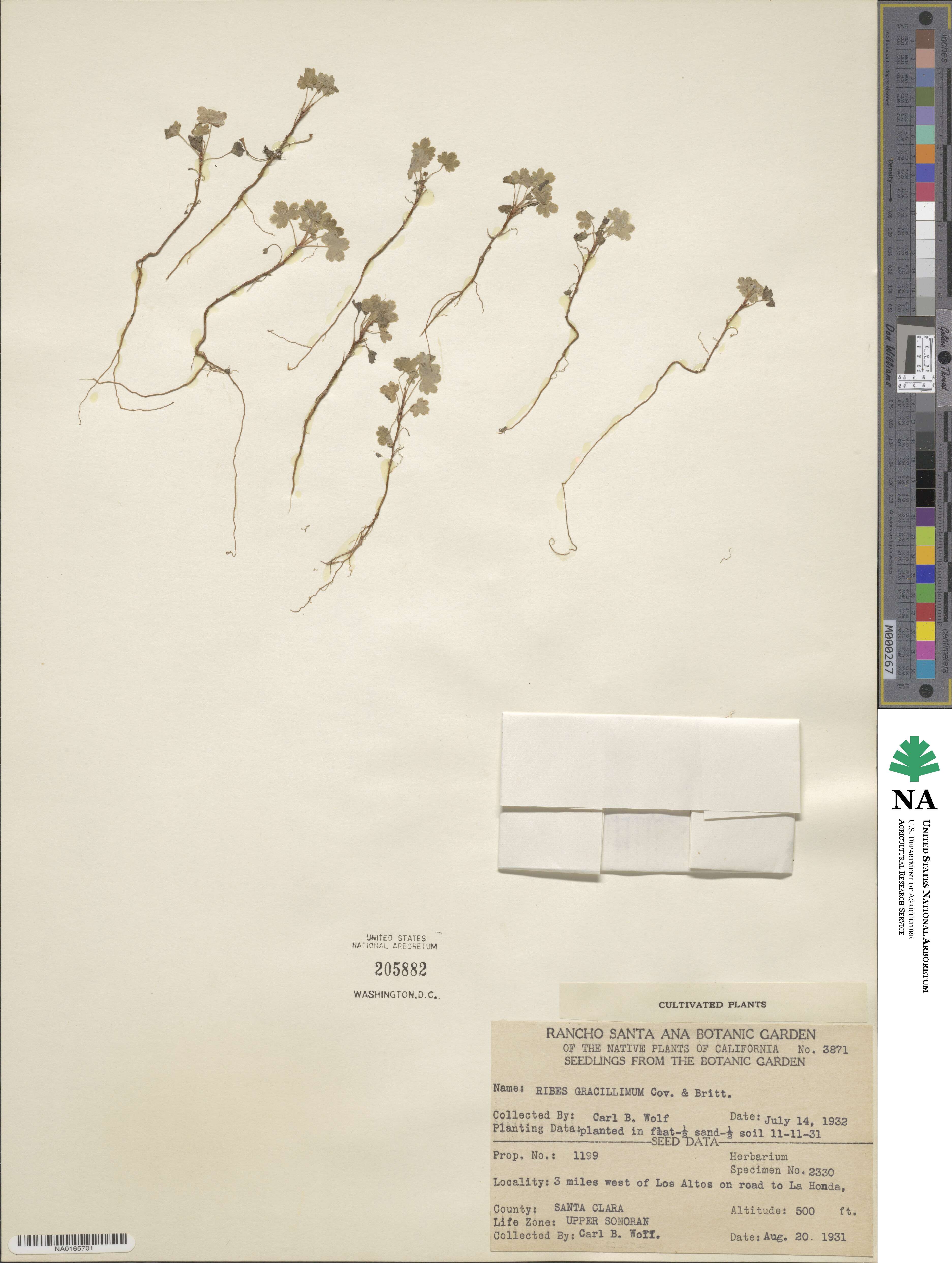 Ribes longeracemosum var. gracillimum image