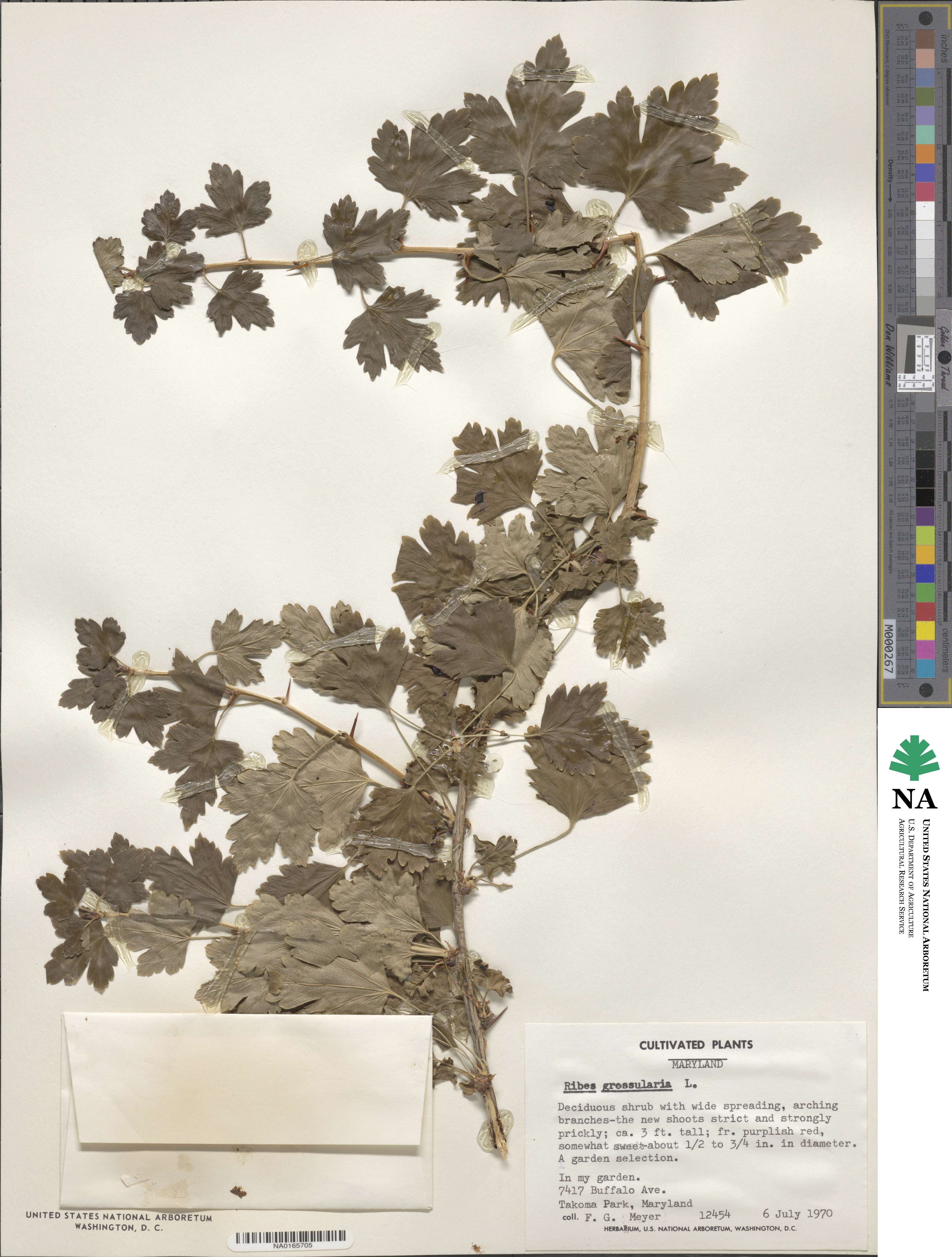 Ribes uva-crispa image