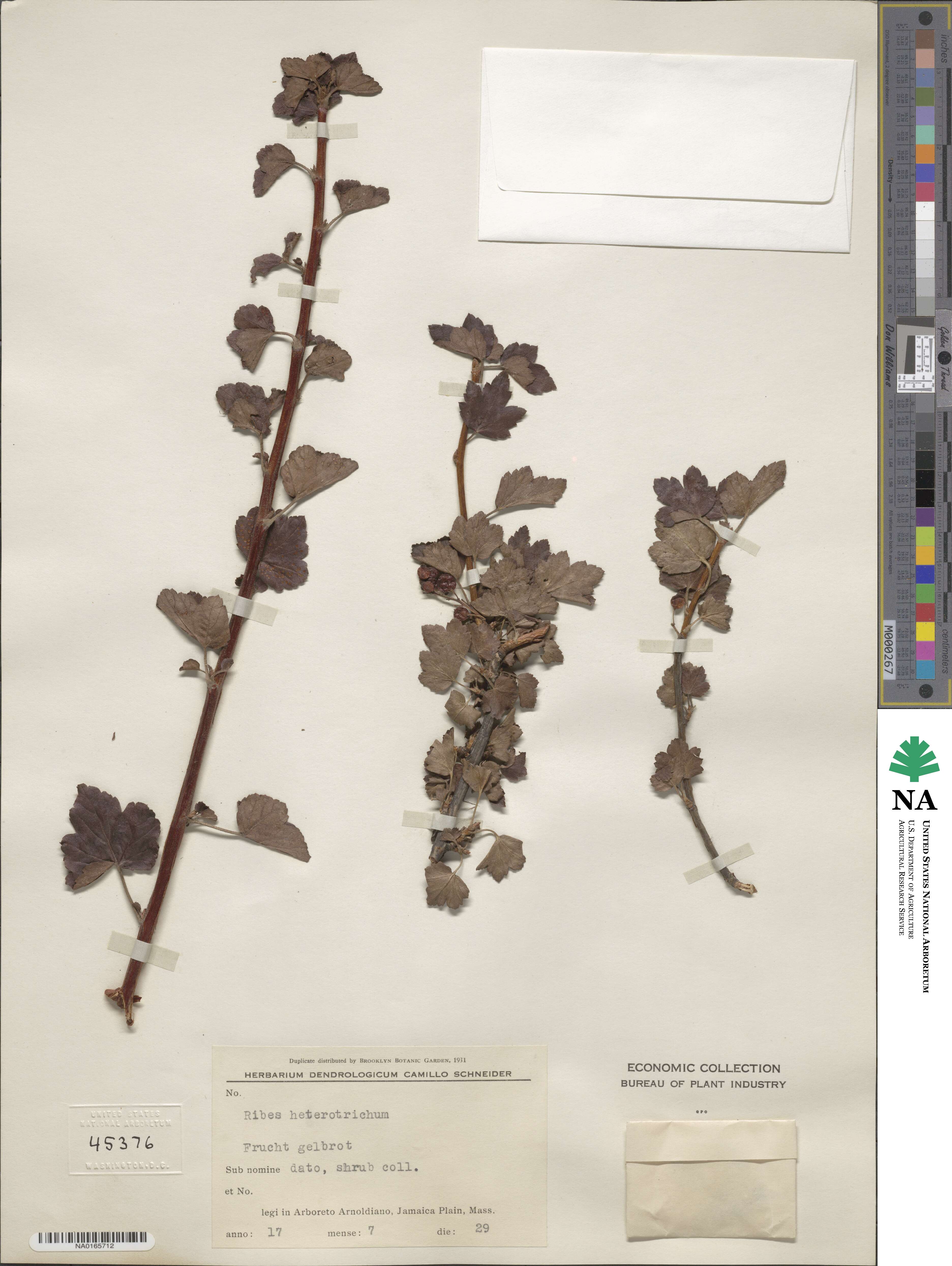 Ribes heterotrichum image