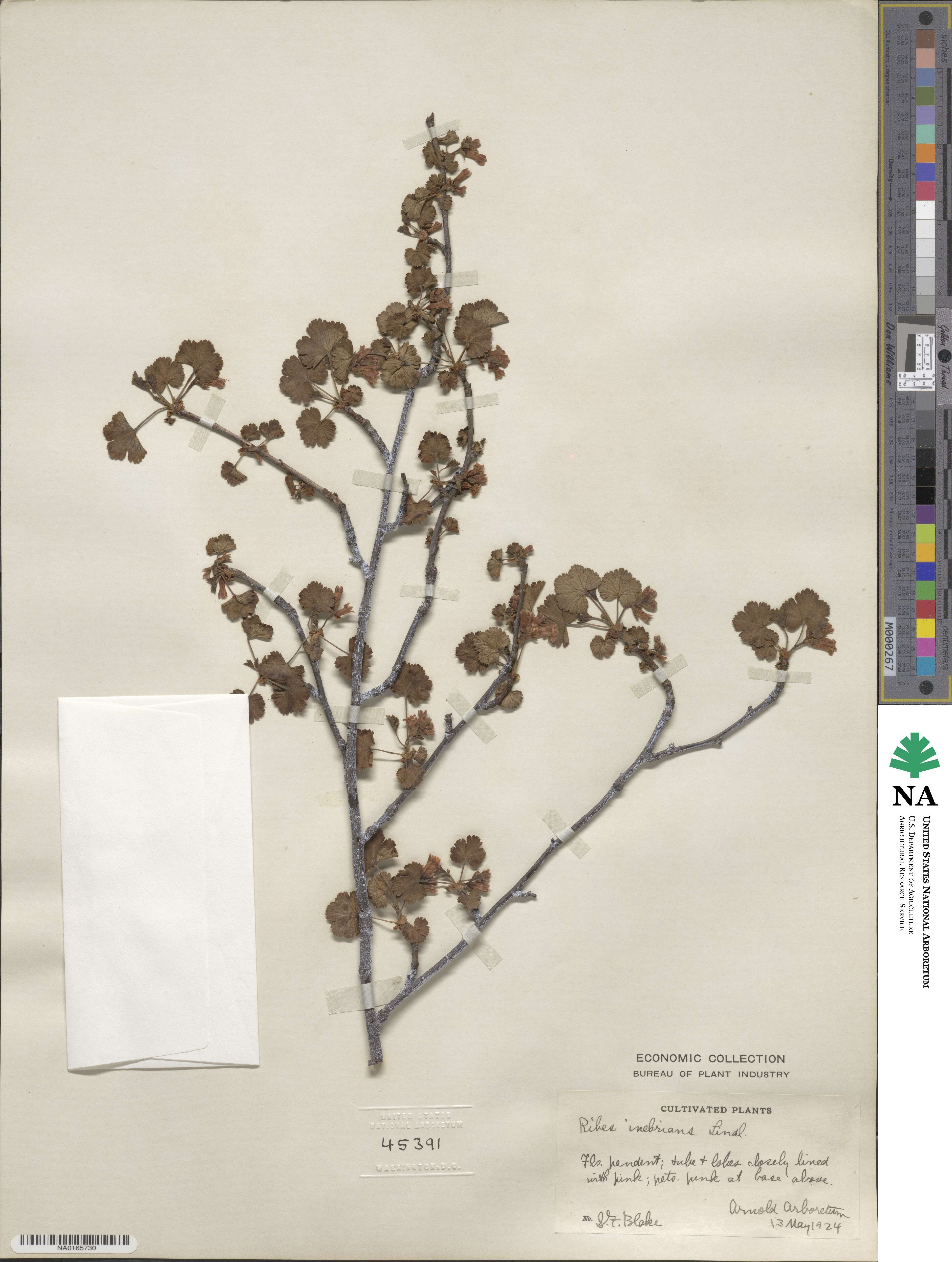 Ribes cereum image