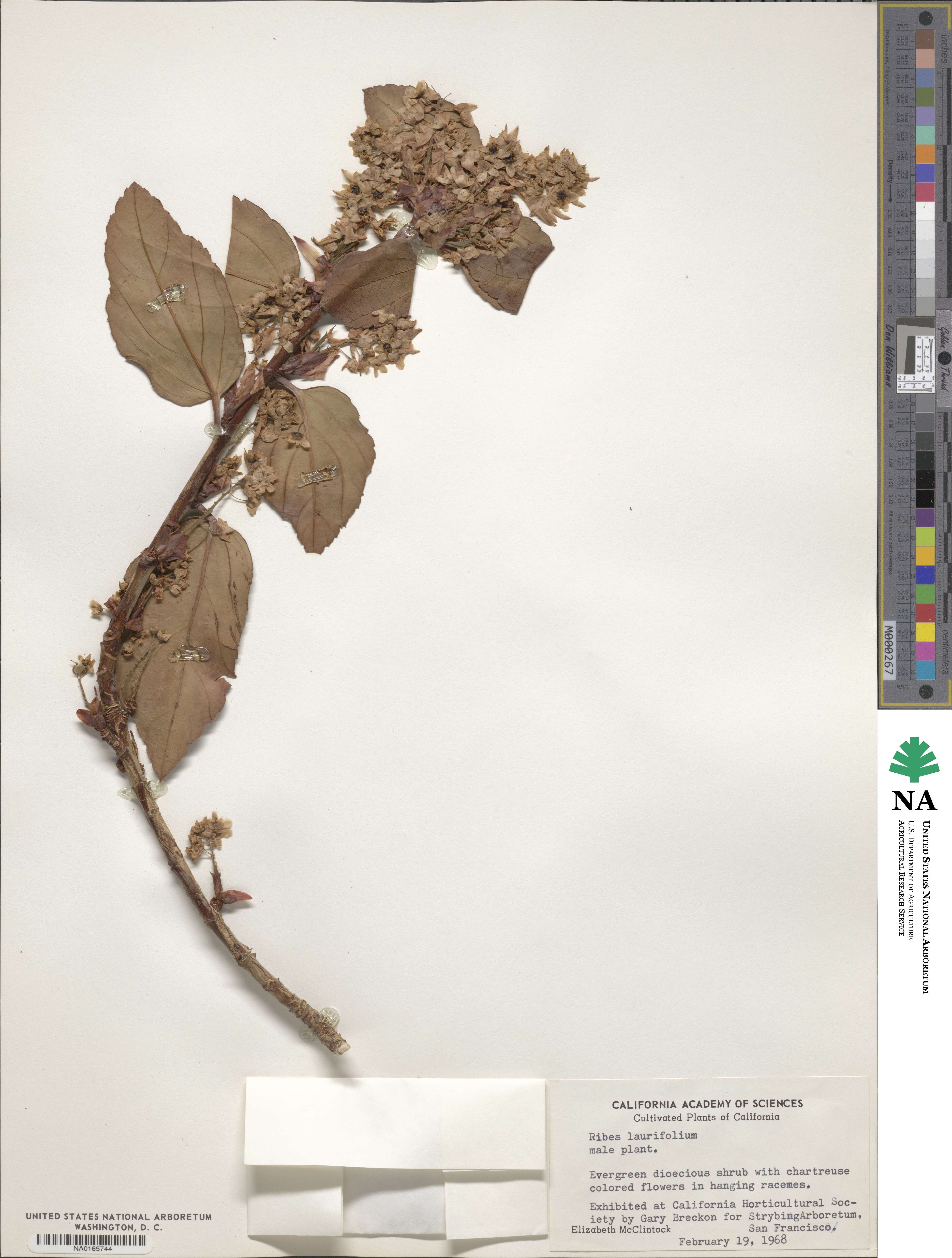 Ribes laurifolium image