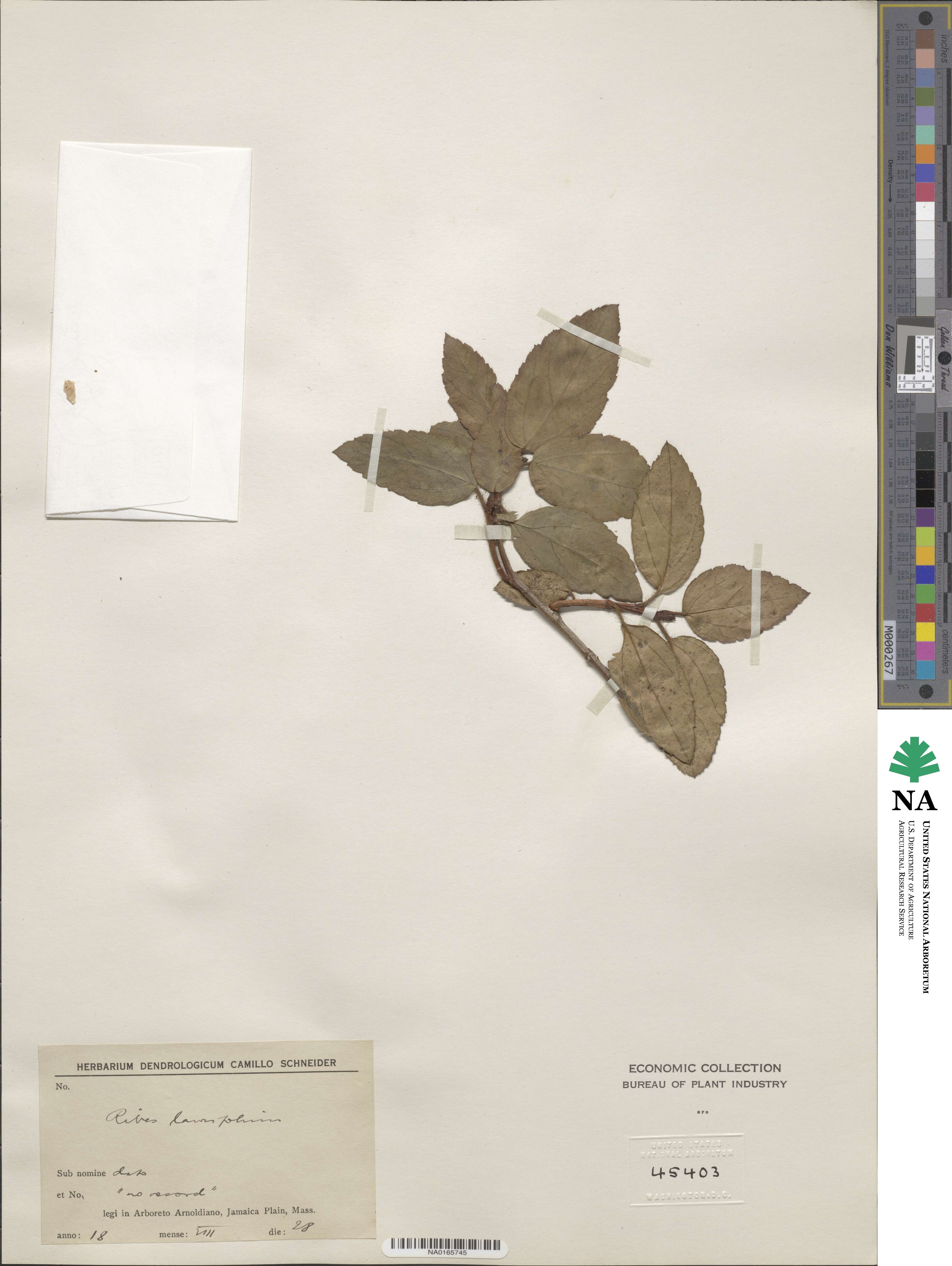 Ribes laurifolium image