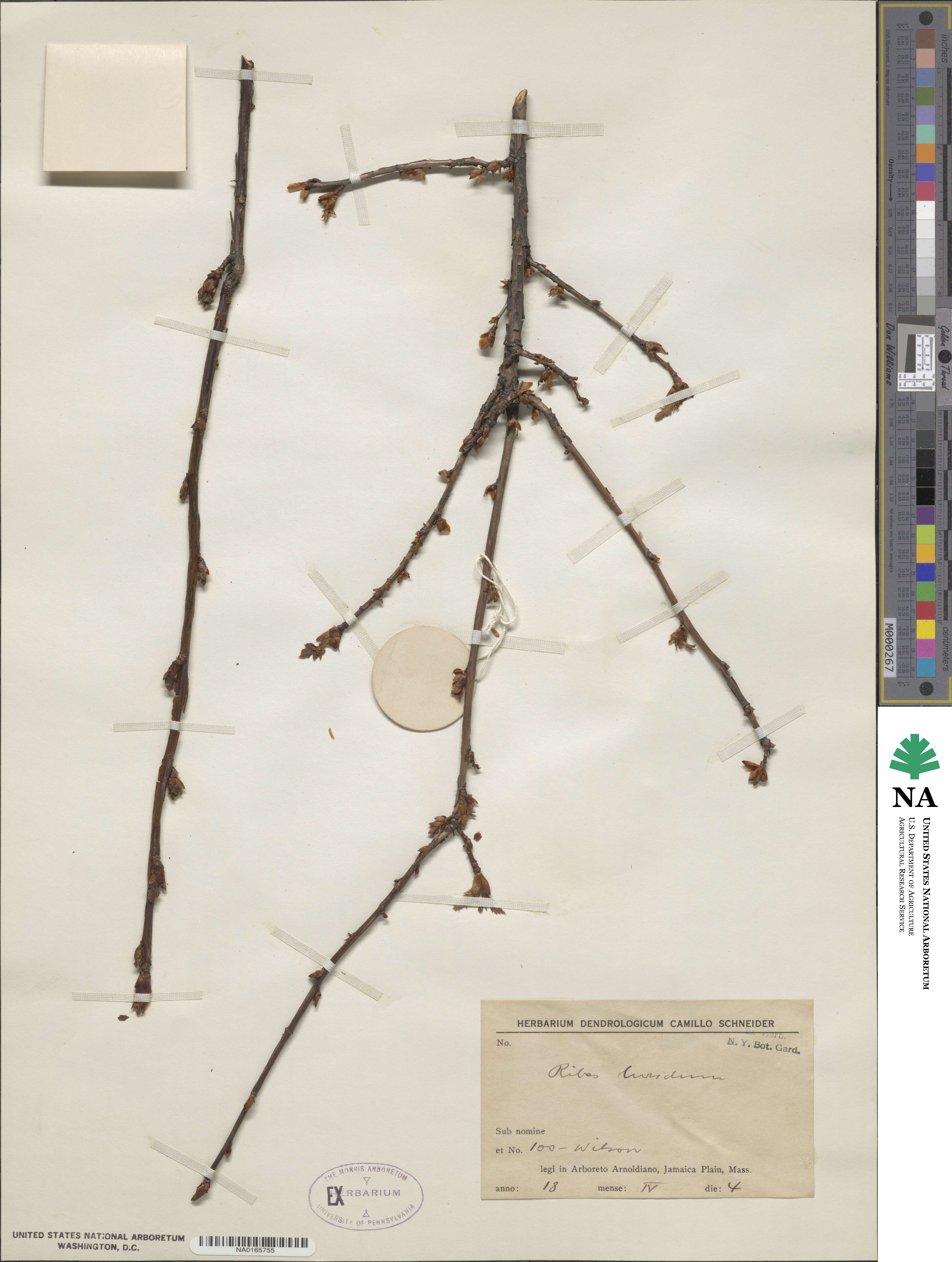 Ribes luridum image