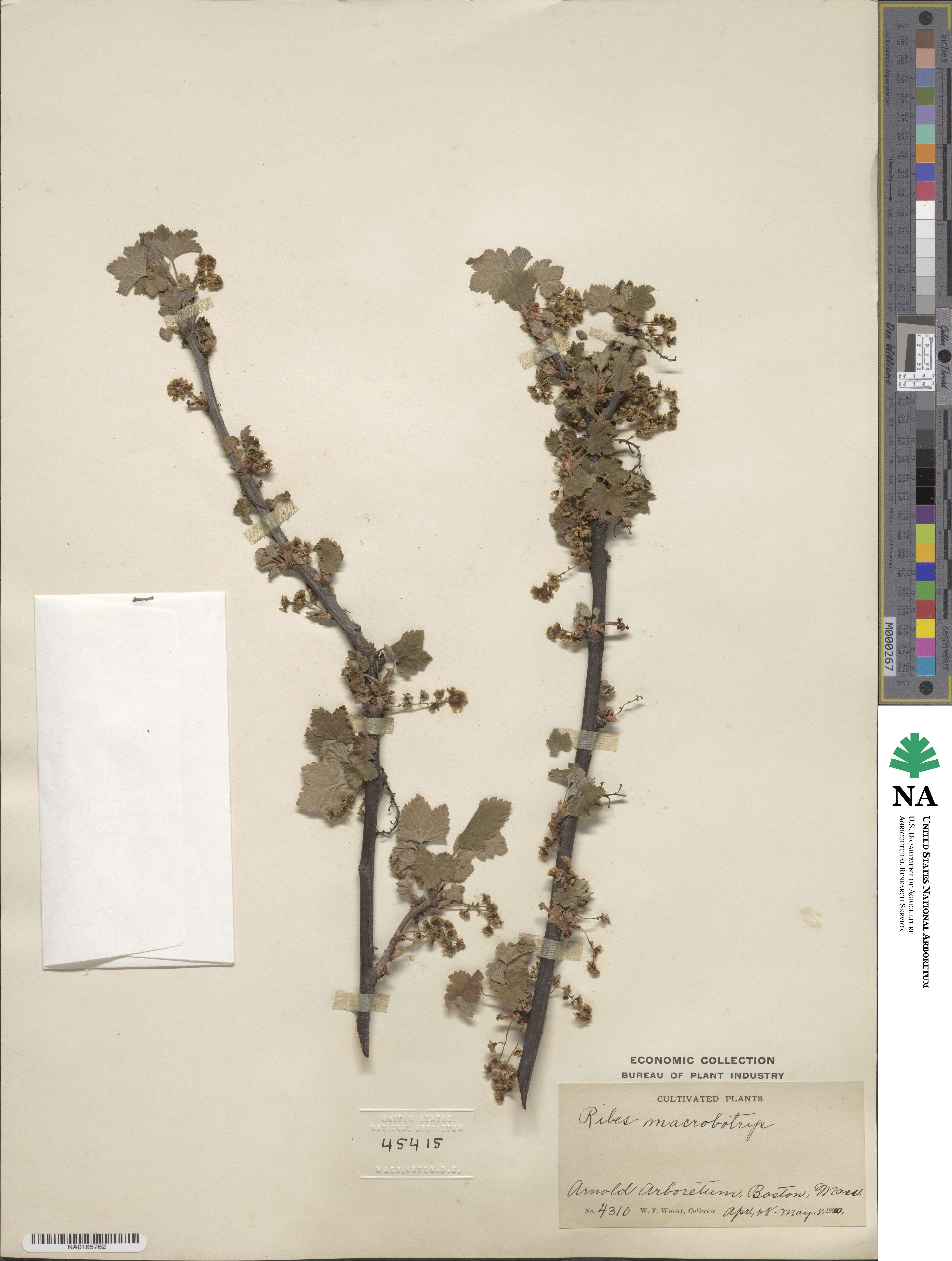 Ribes macrobotrys image