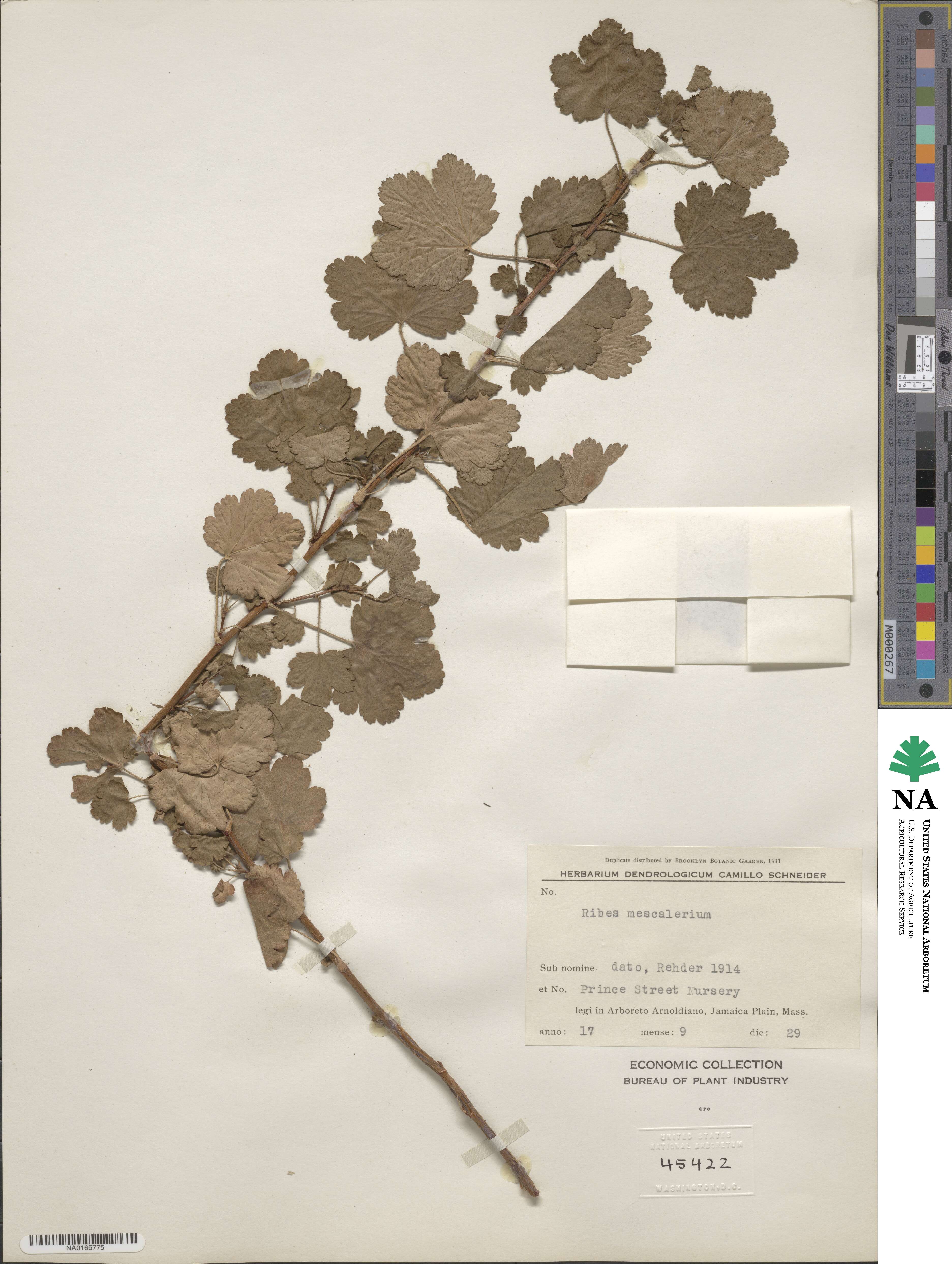 Ribes mescalerium image