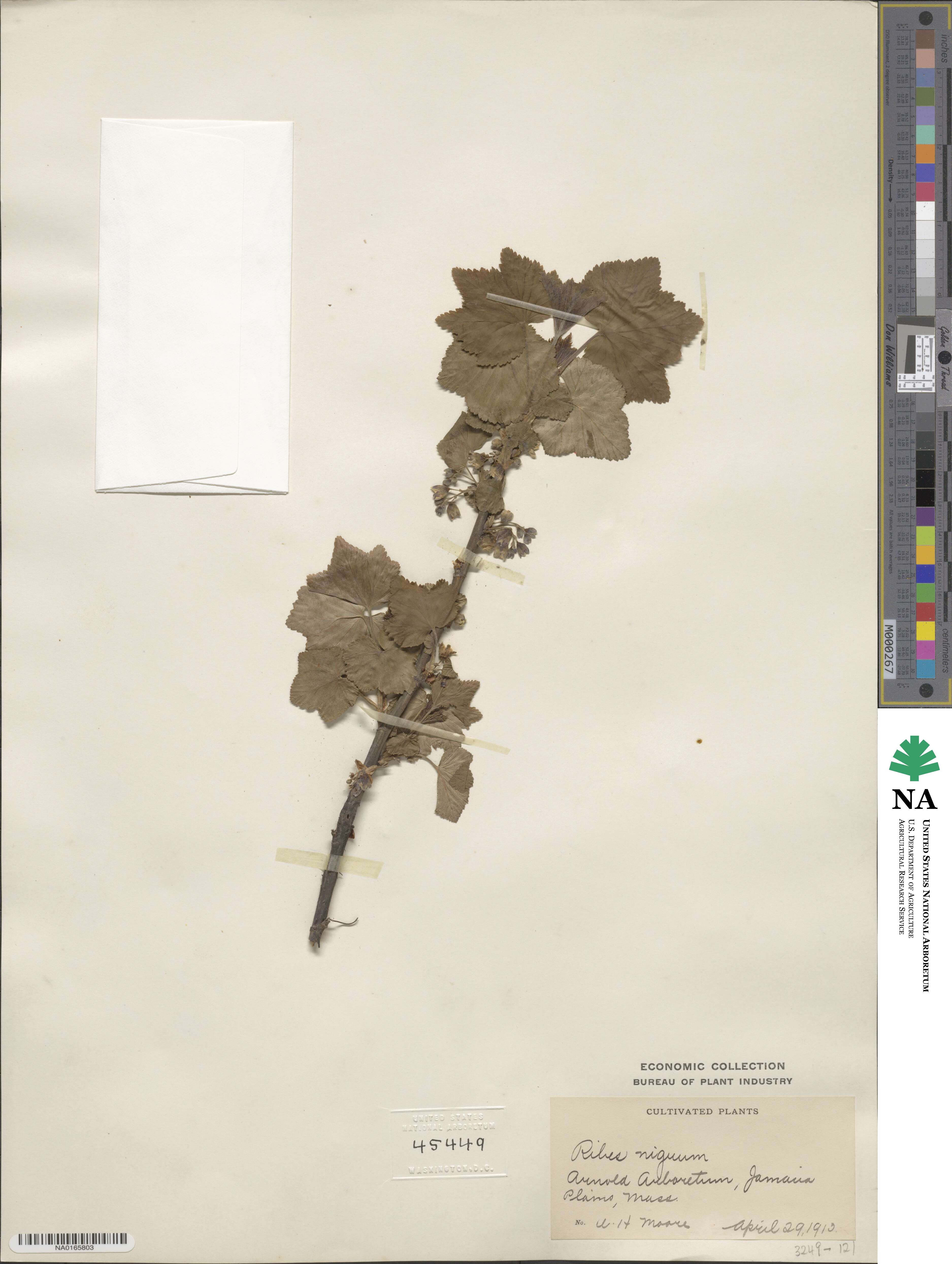 Ribes nigrum image