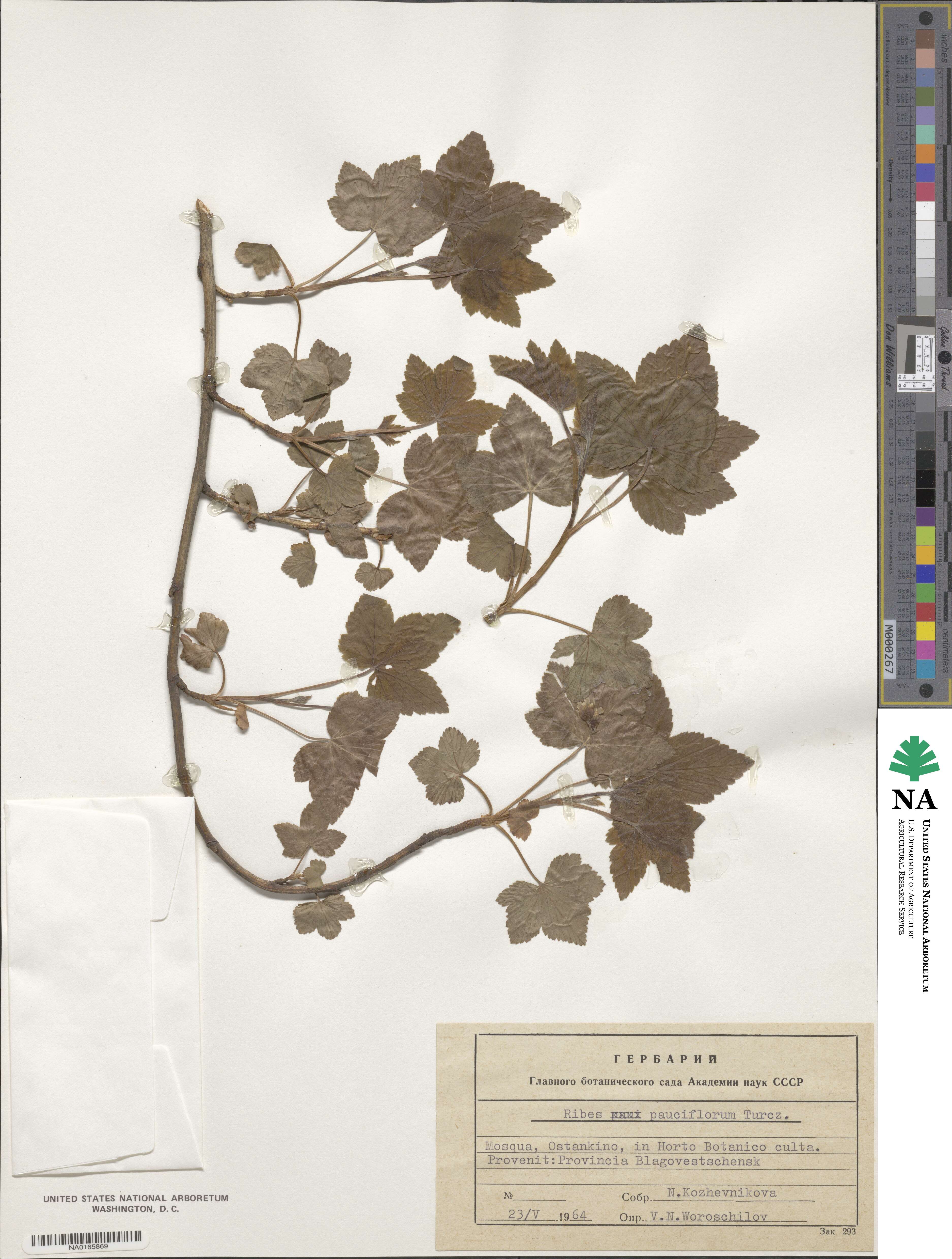 Ribes nigrum image