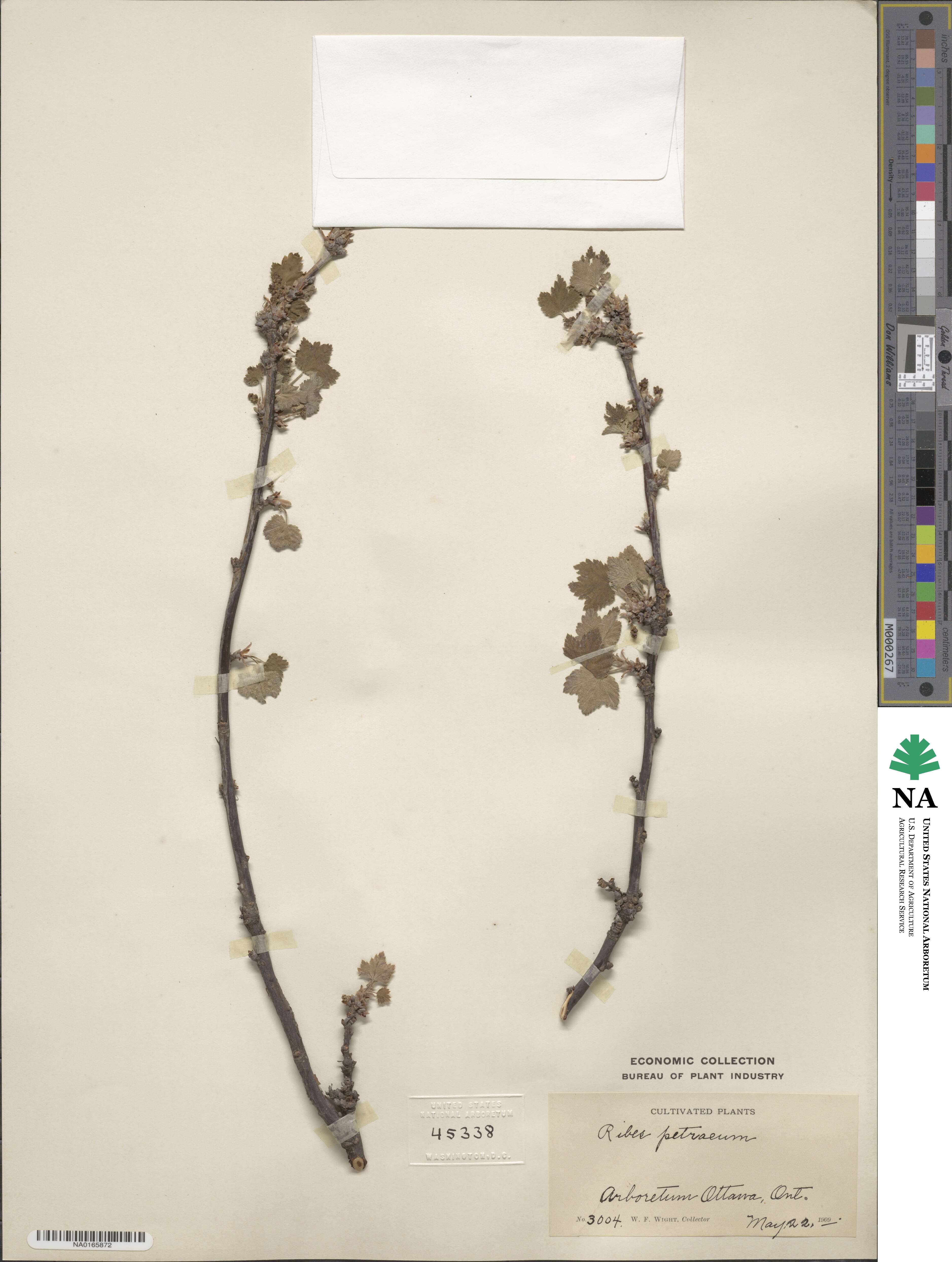 Ribes petraeum image
