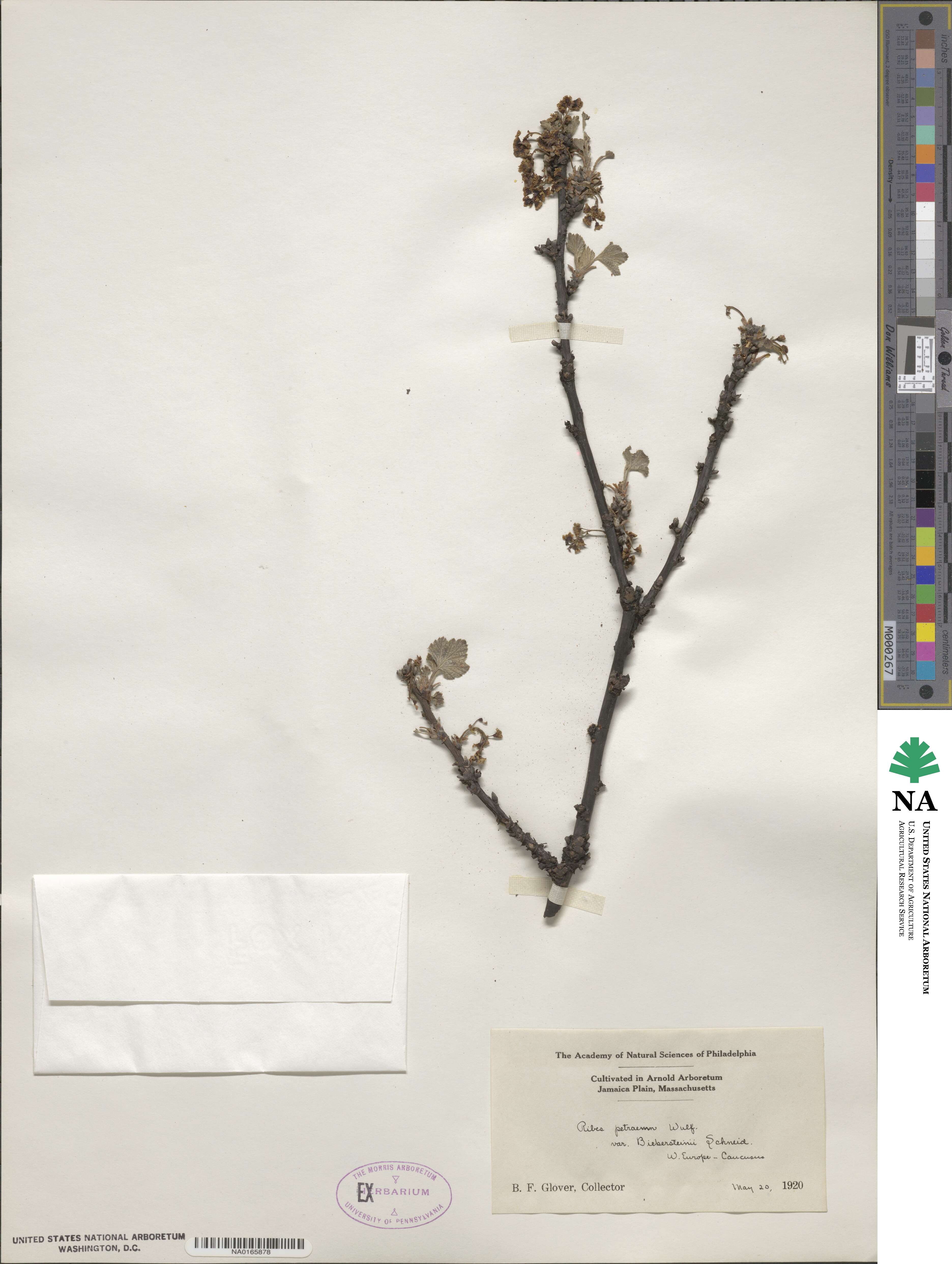 Ribes biebersteinii image