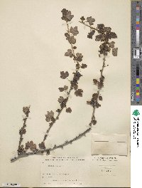 Ribes inerme image