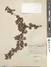 Ribes inerme image