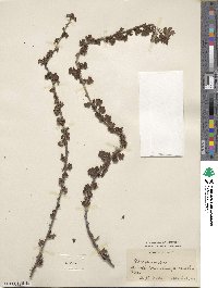Ribes inerme image