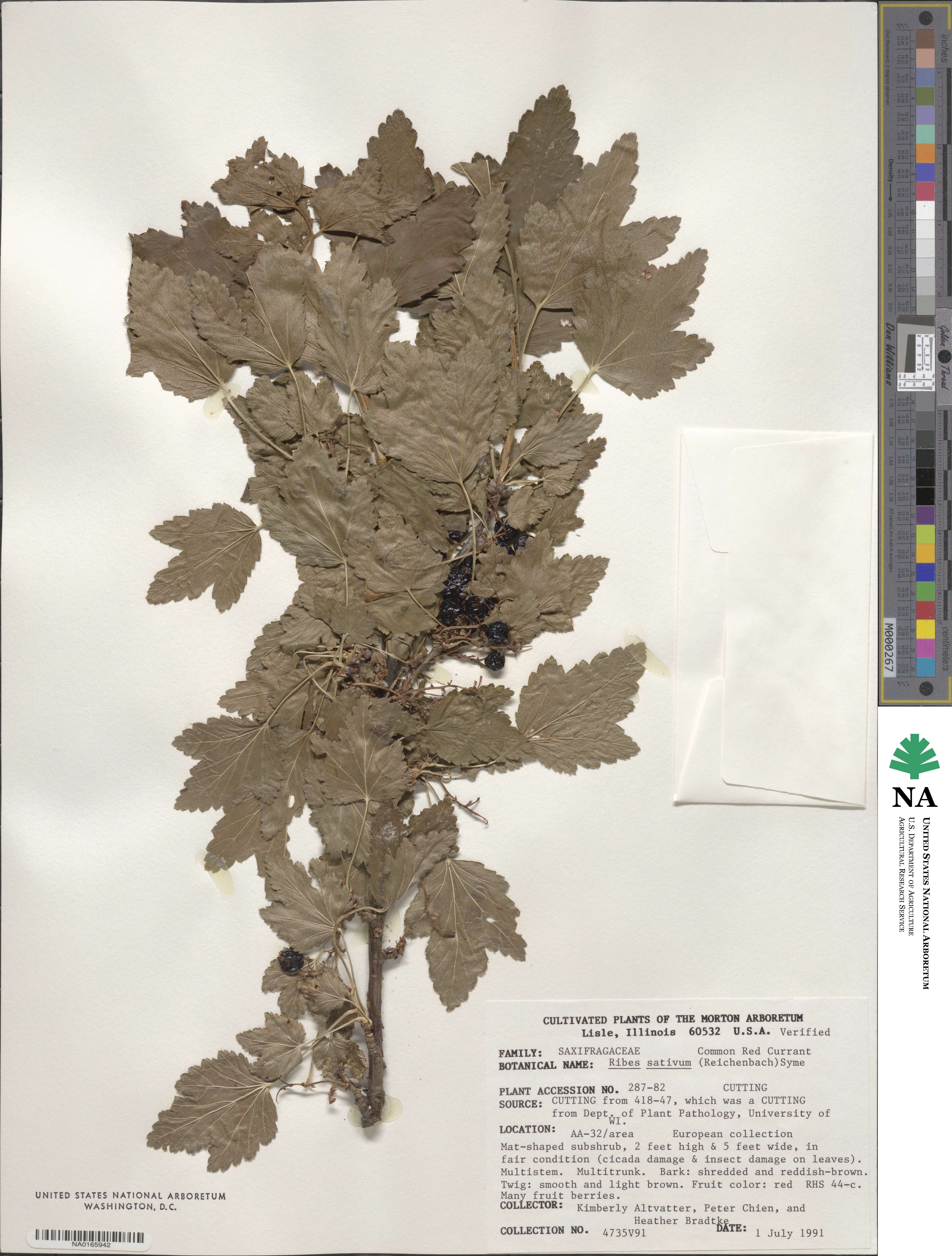 Ribes sativum image