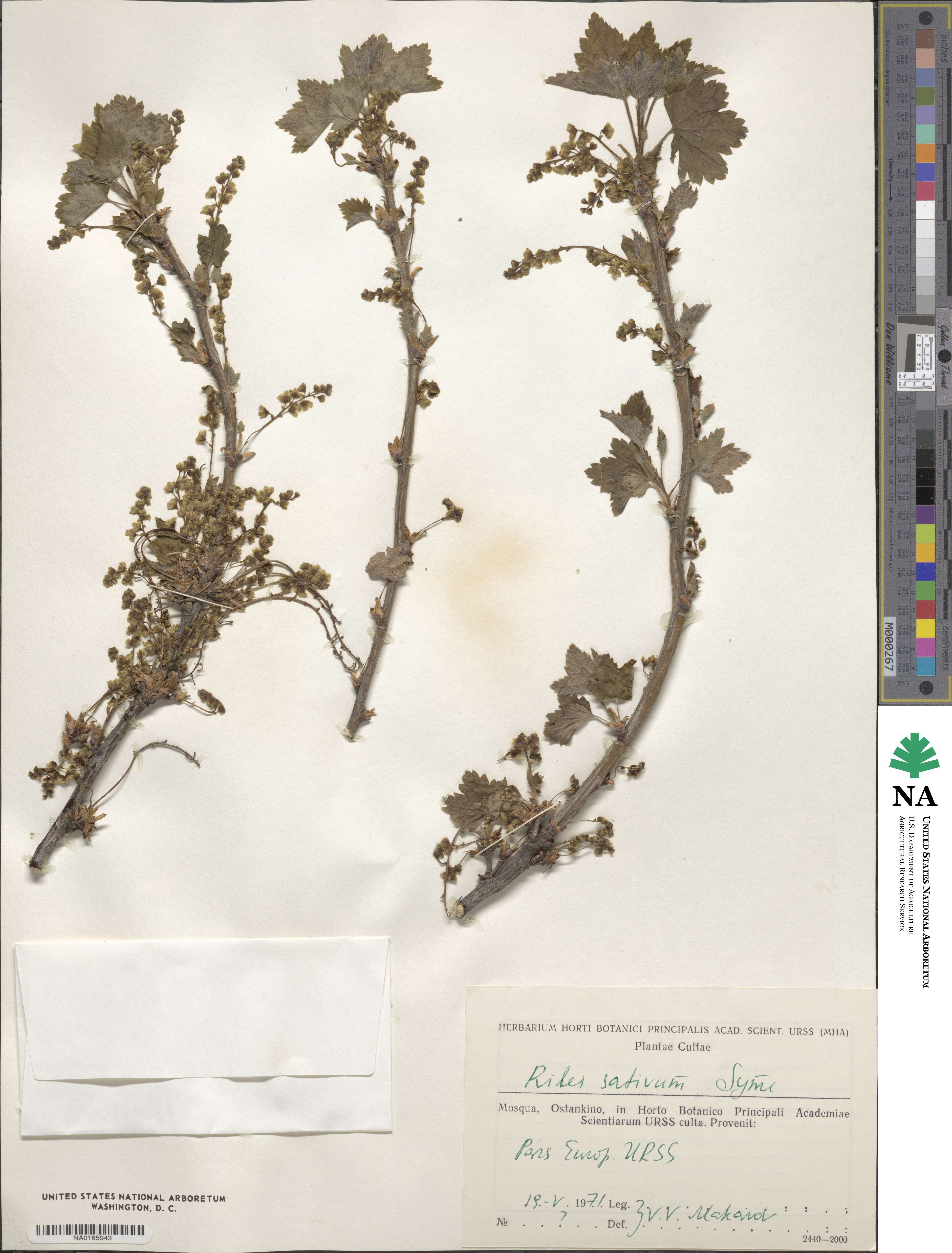 Ribes sativum image