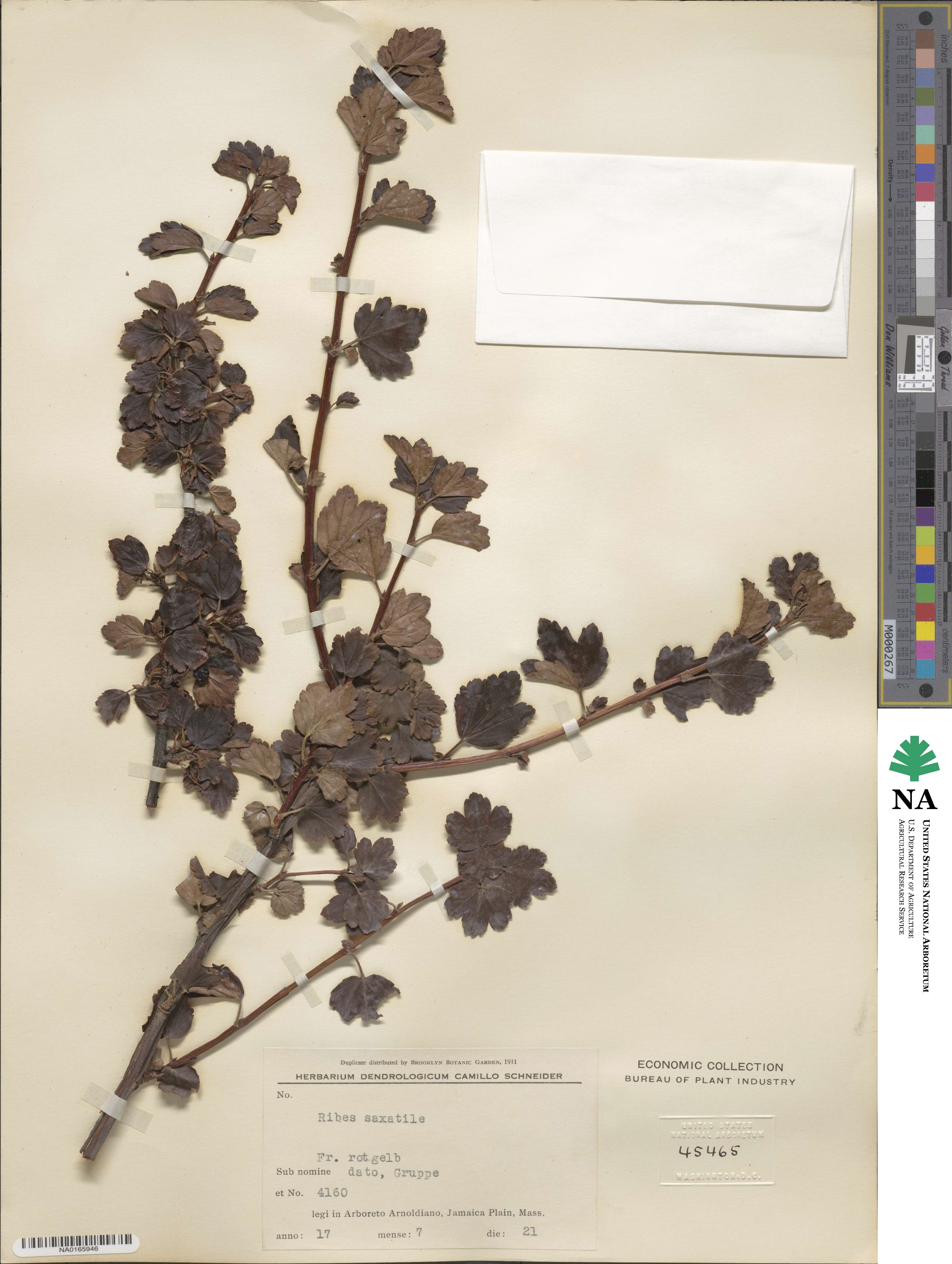 Ribes saxatile image
