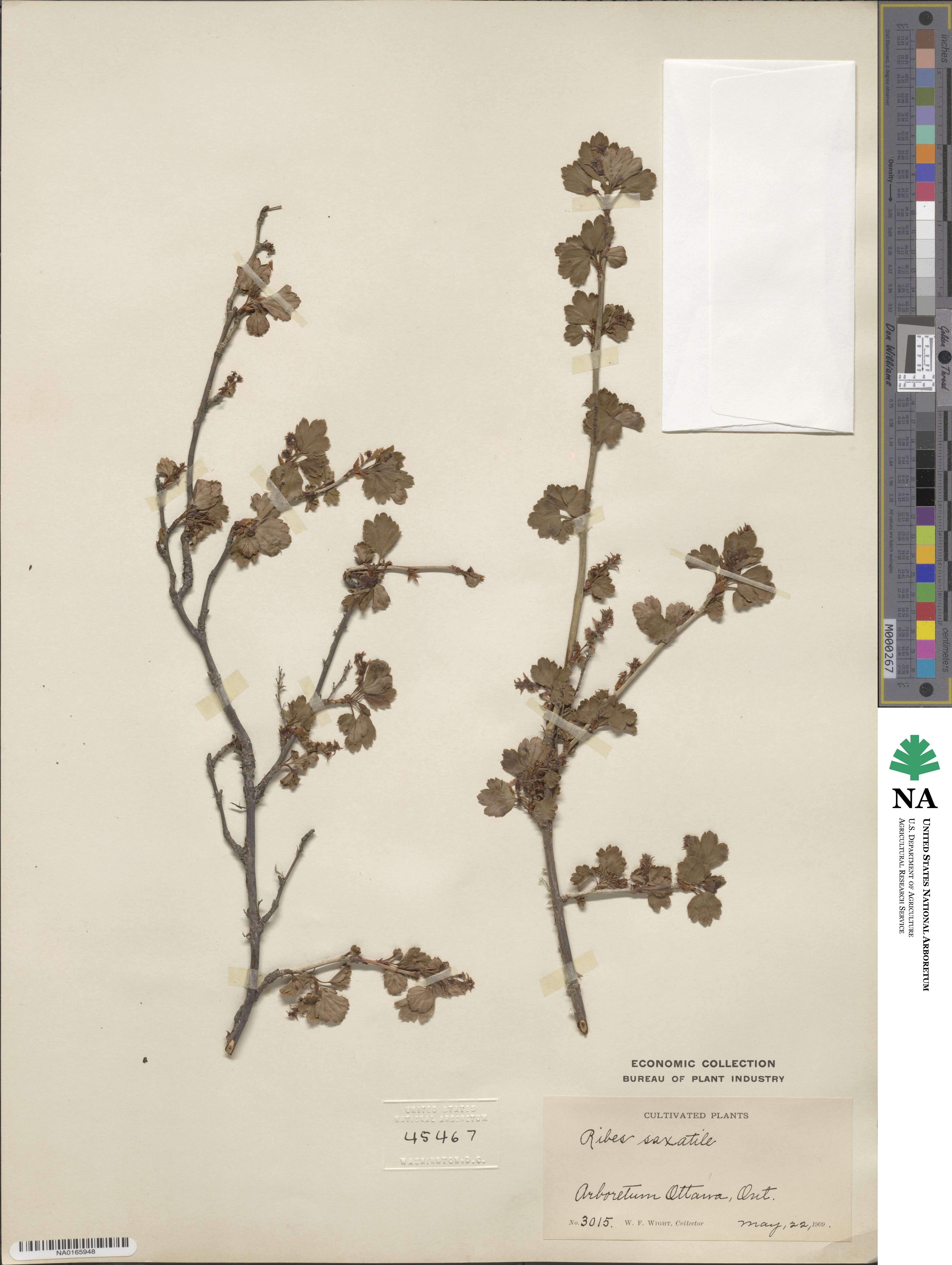 Ribes saxatile image