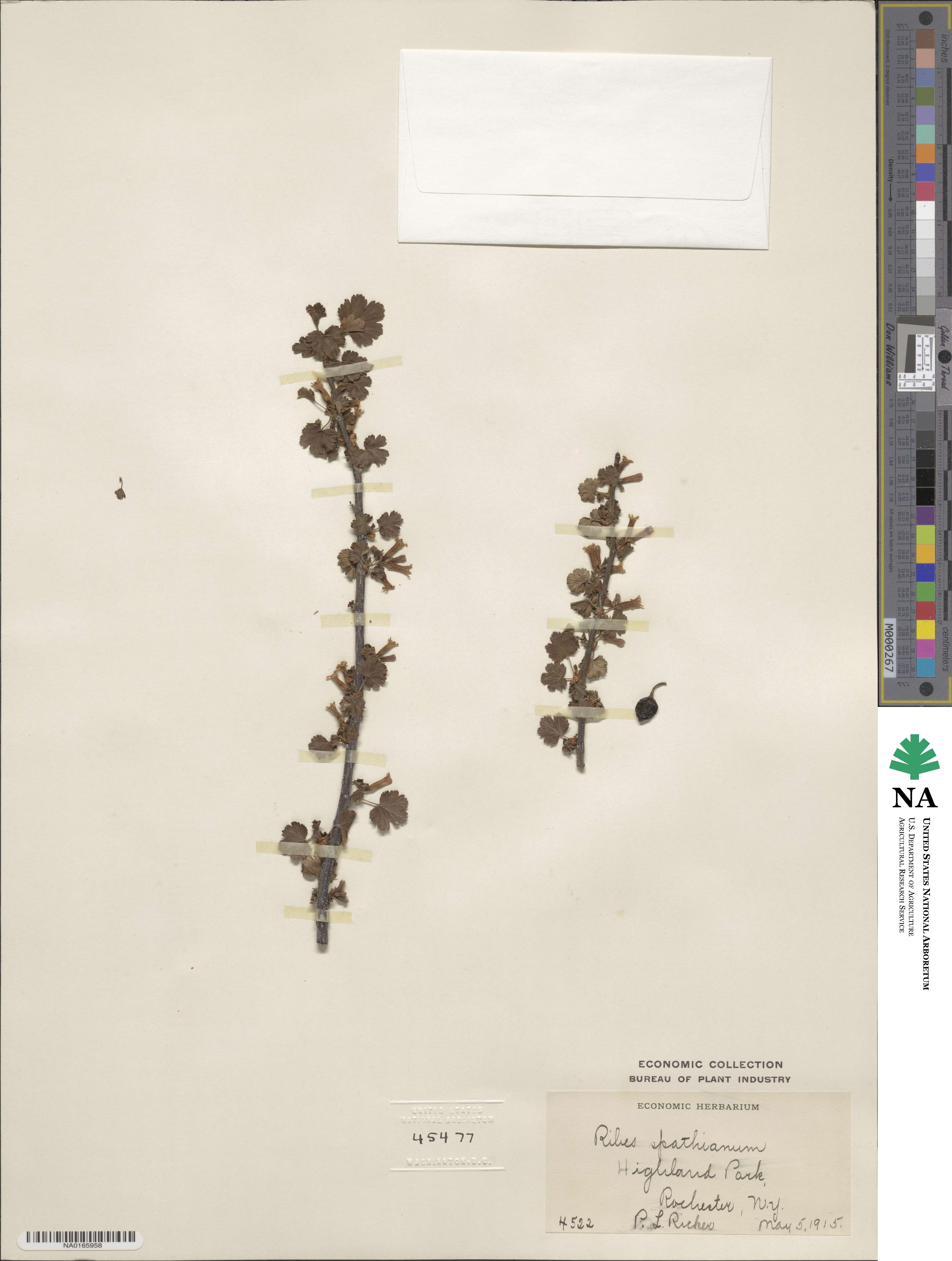 Ribes cereum image