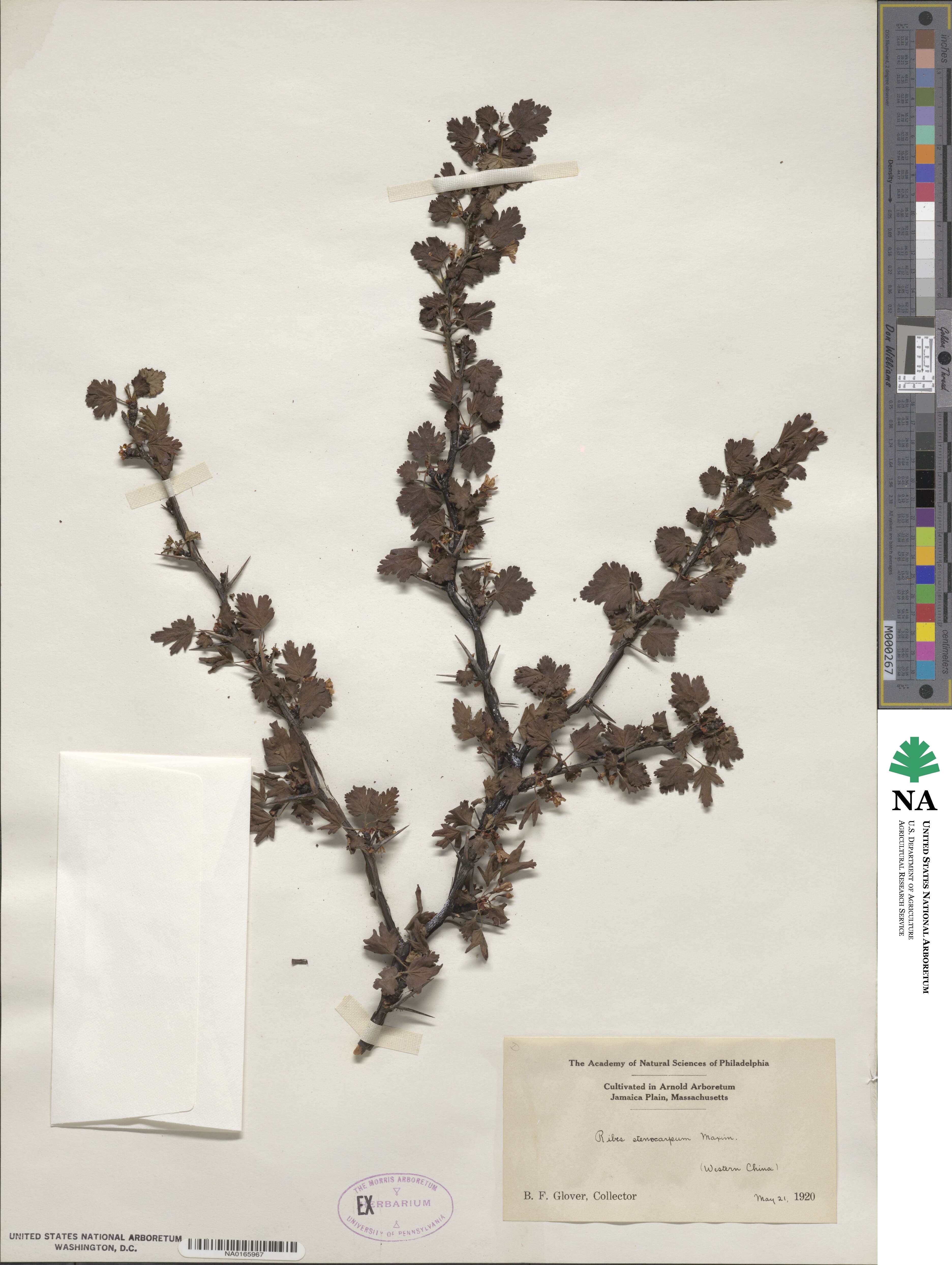 Ribes stenocarpum image