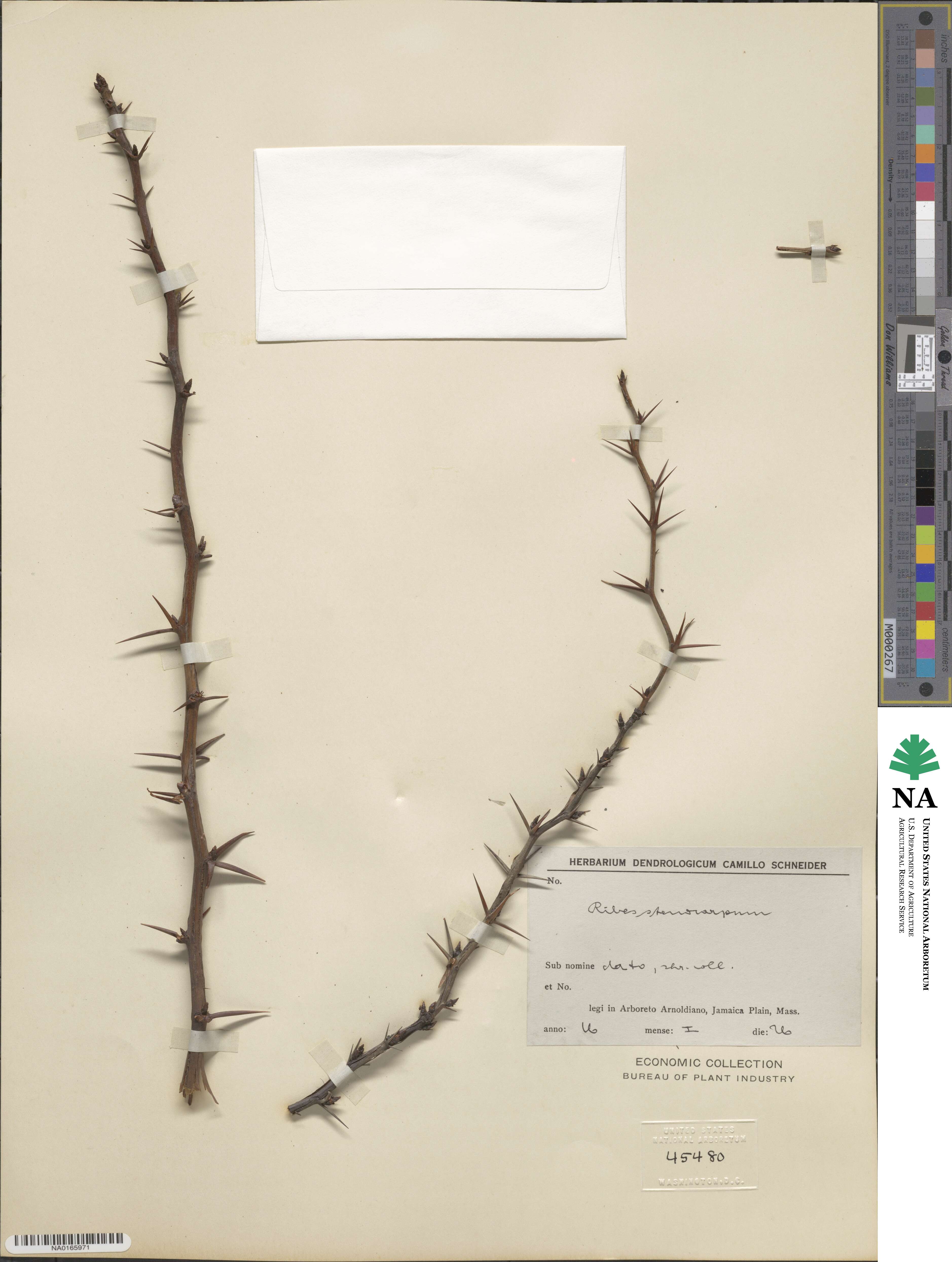 Ribes stenocarpum image