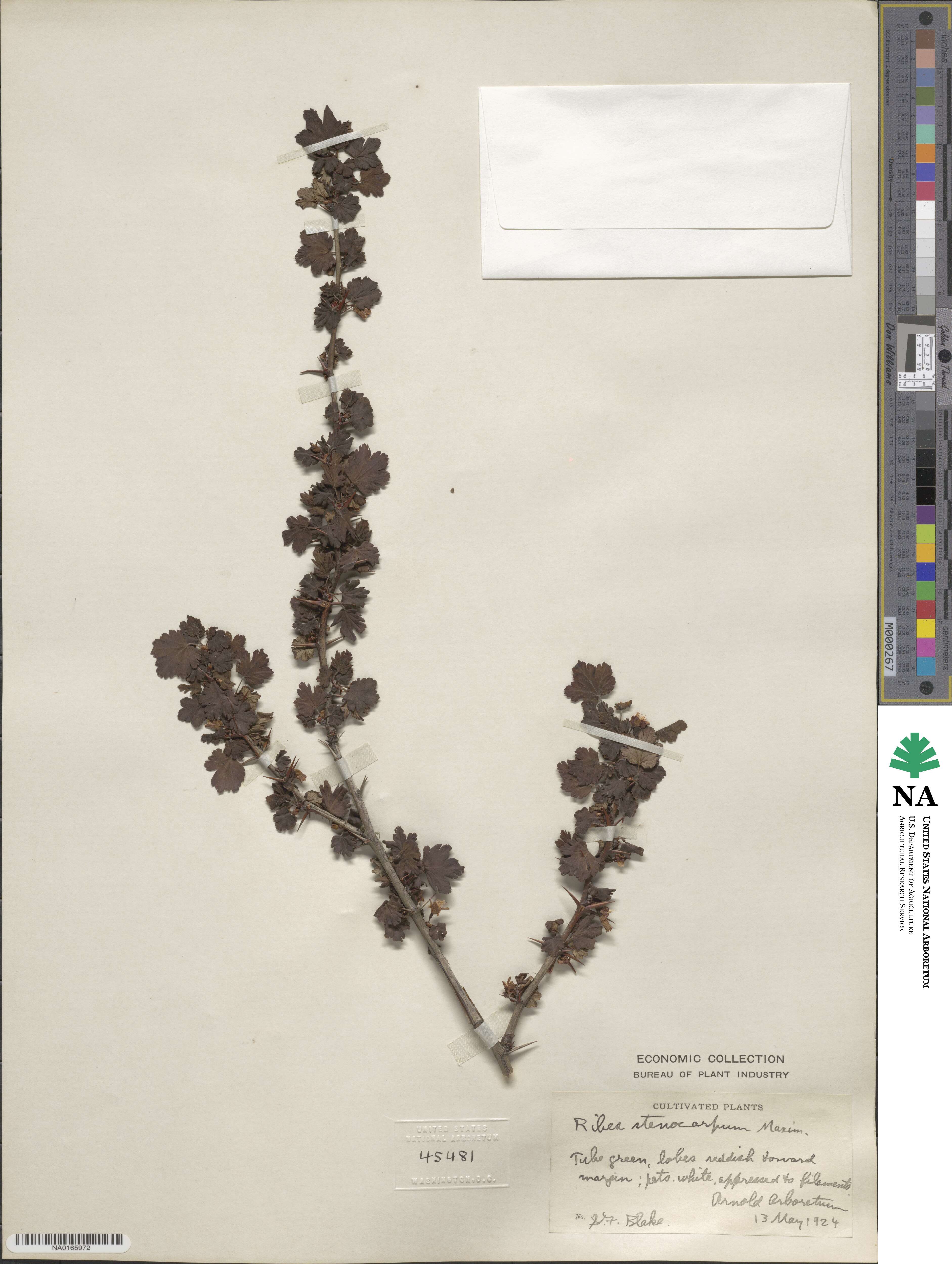 Ribes stenocarpum image
