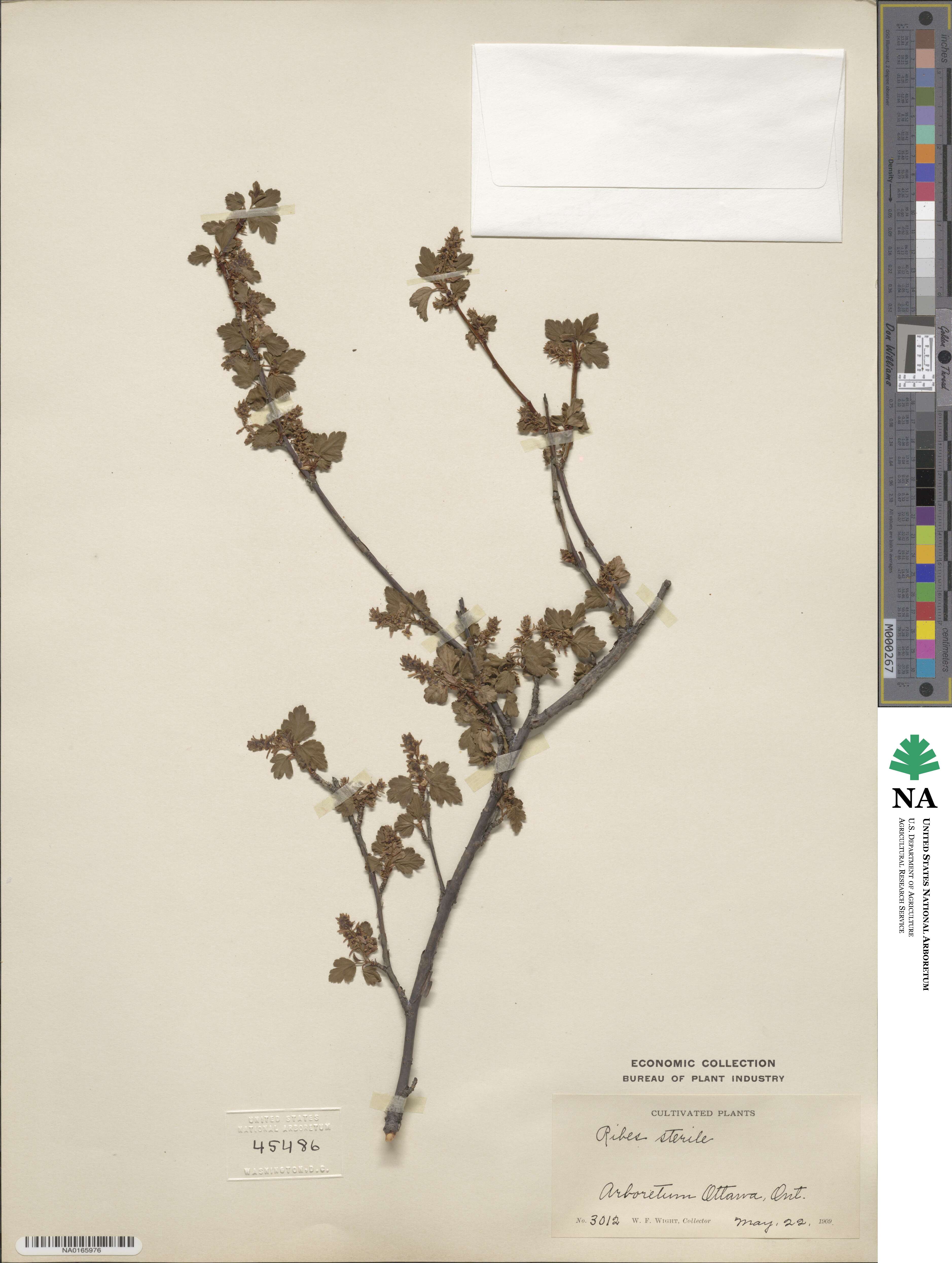 Ribes alpinum image