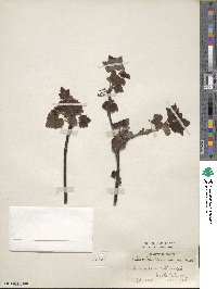 Image Associated With the Occurence