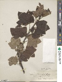 Ribes urceolatum image