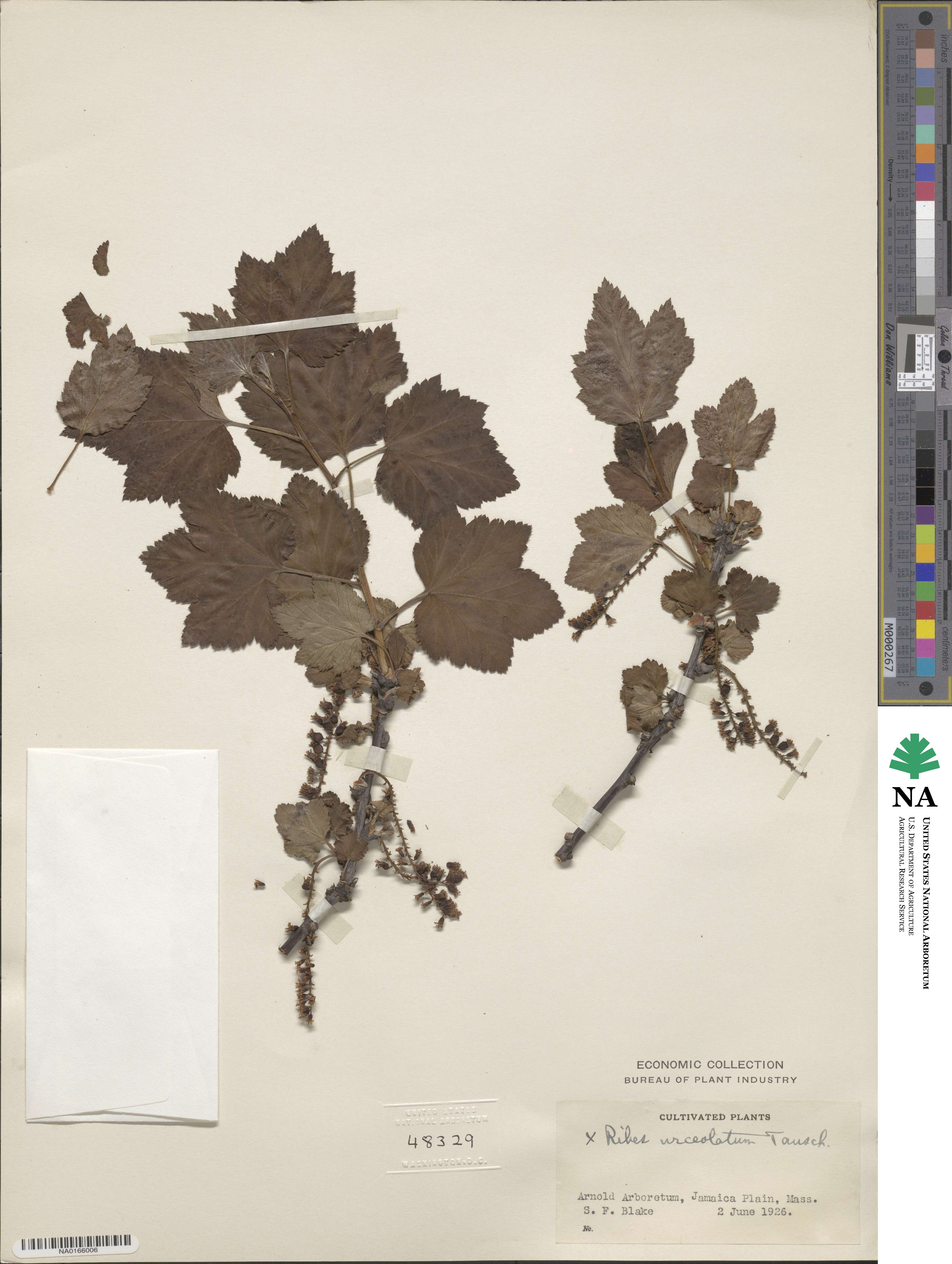 Ribes urceolatum image