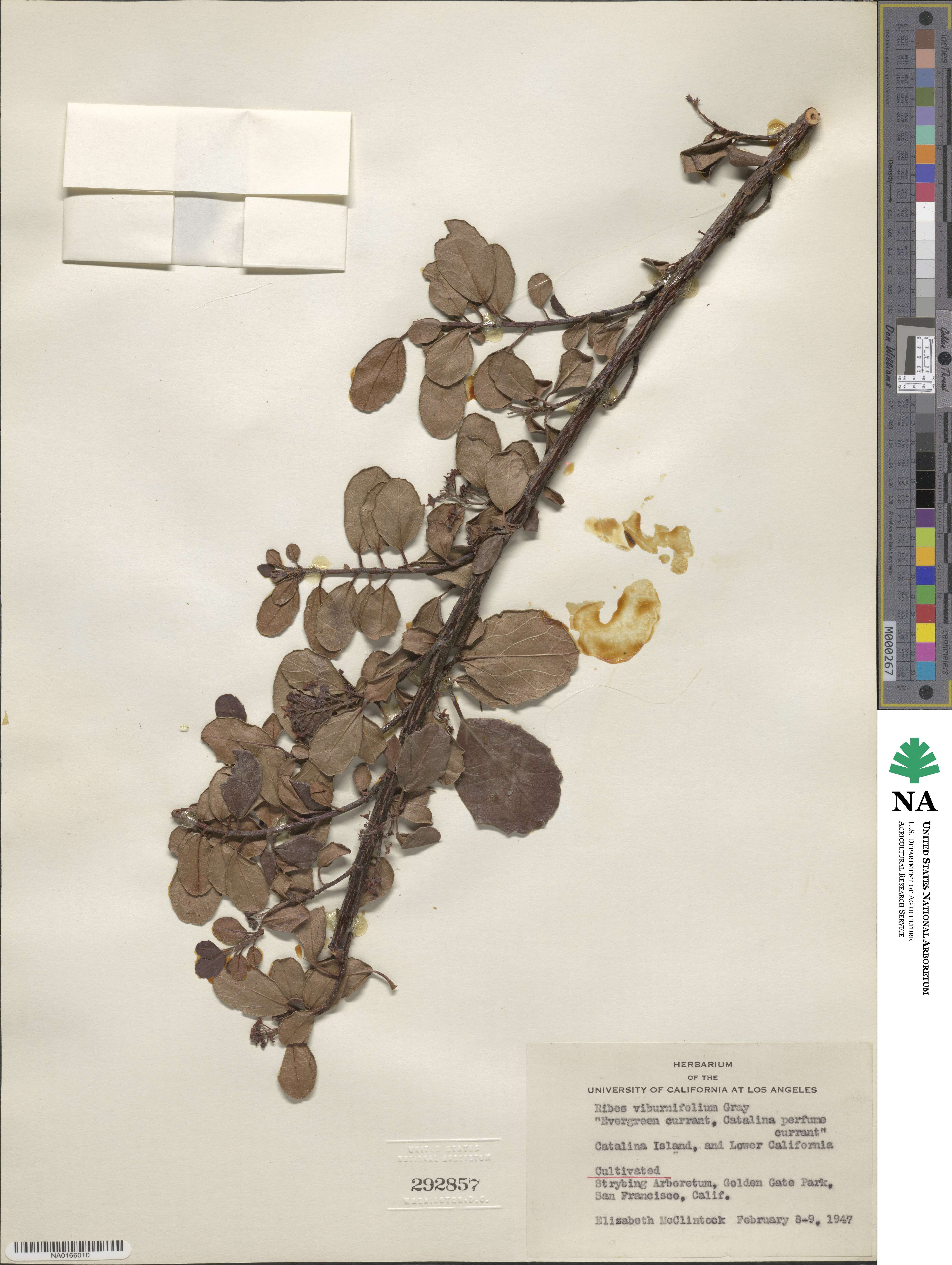 Ribes viburnifolium image
