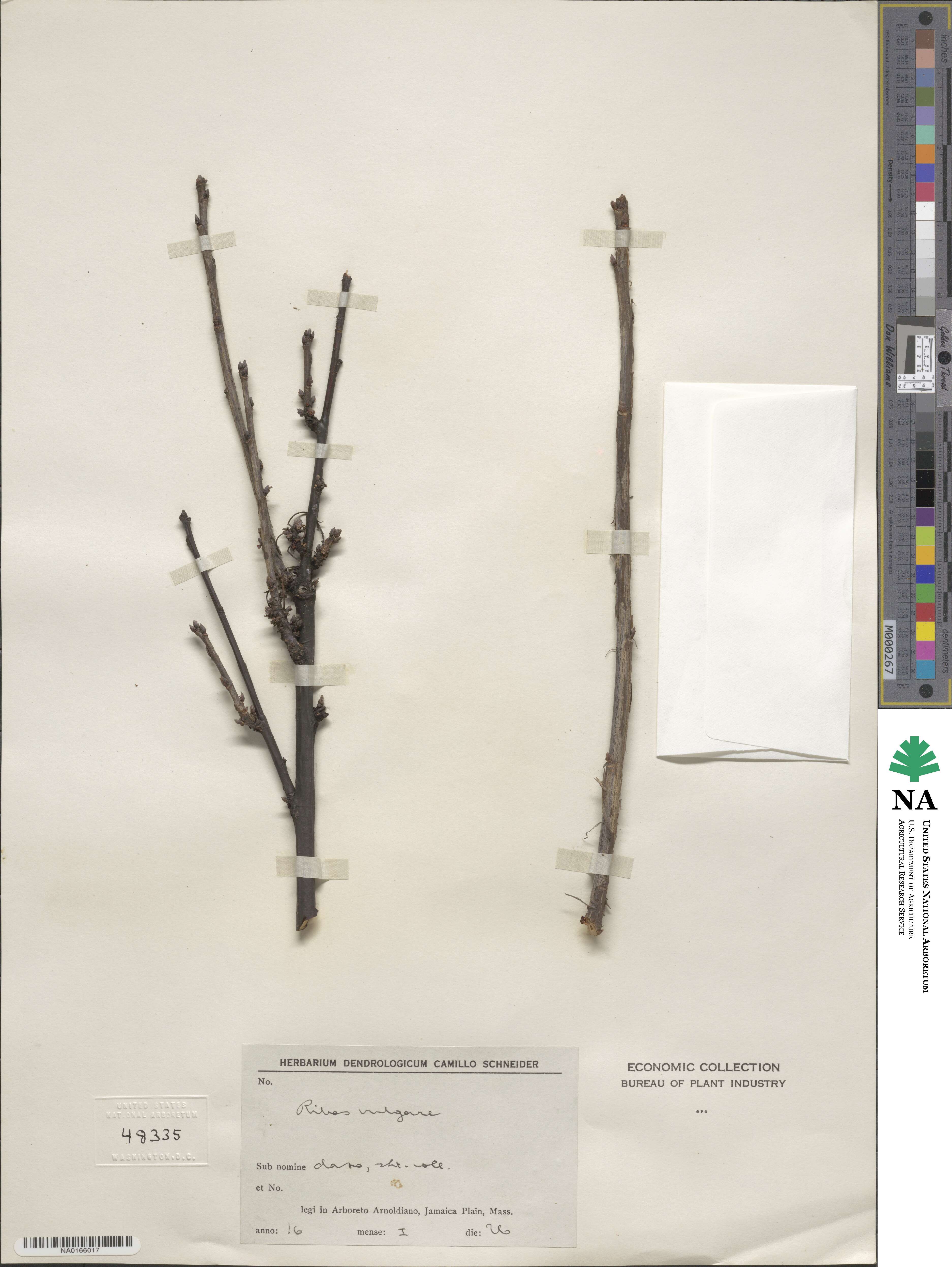Ribes uva-crispa image
