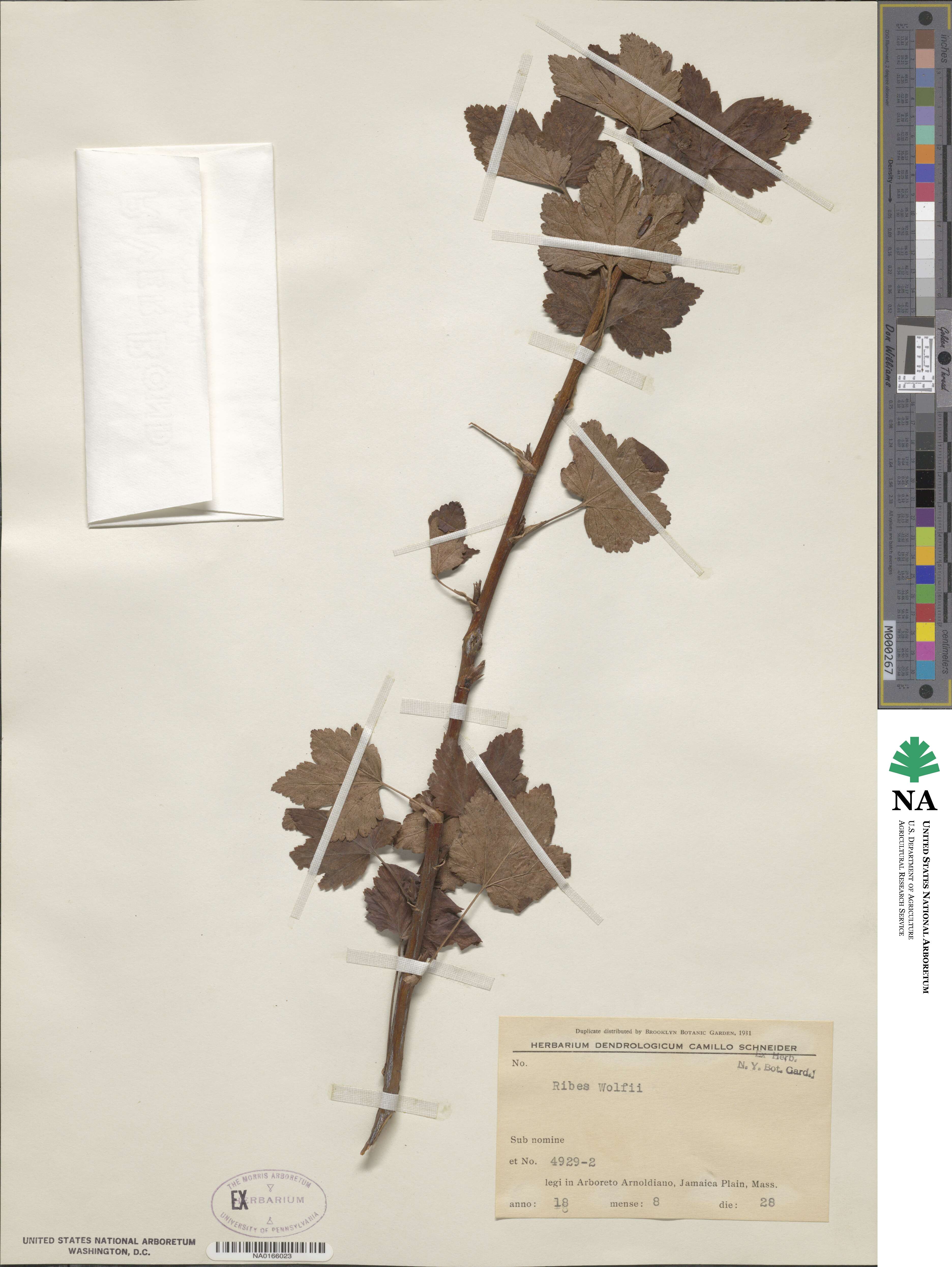 Ribes wolfii image