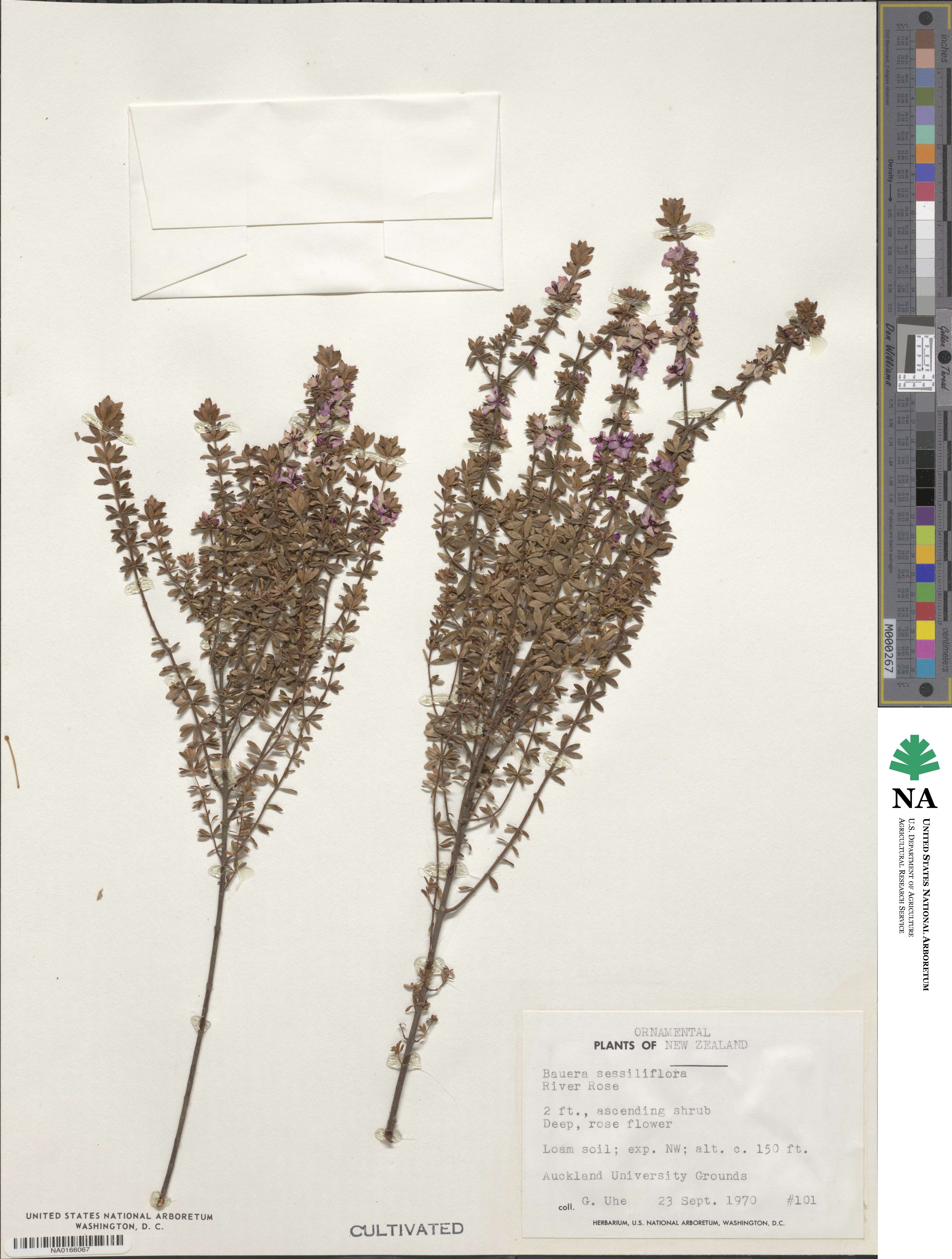 Bauera sessiliflora image