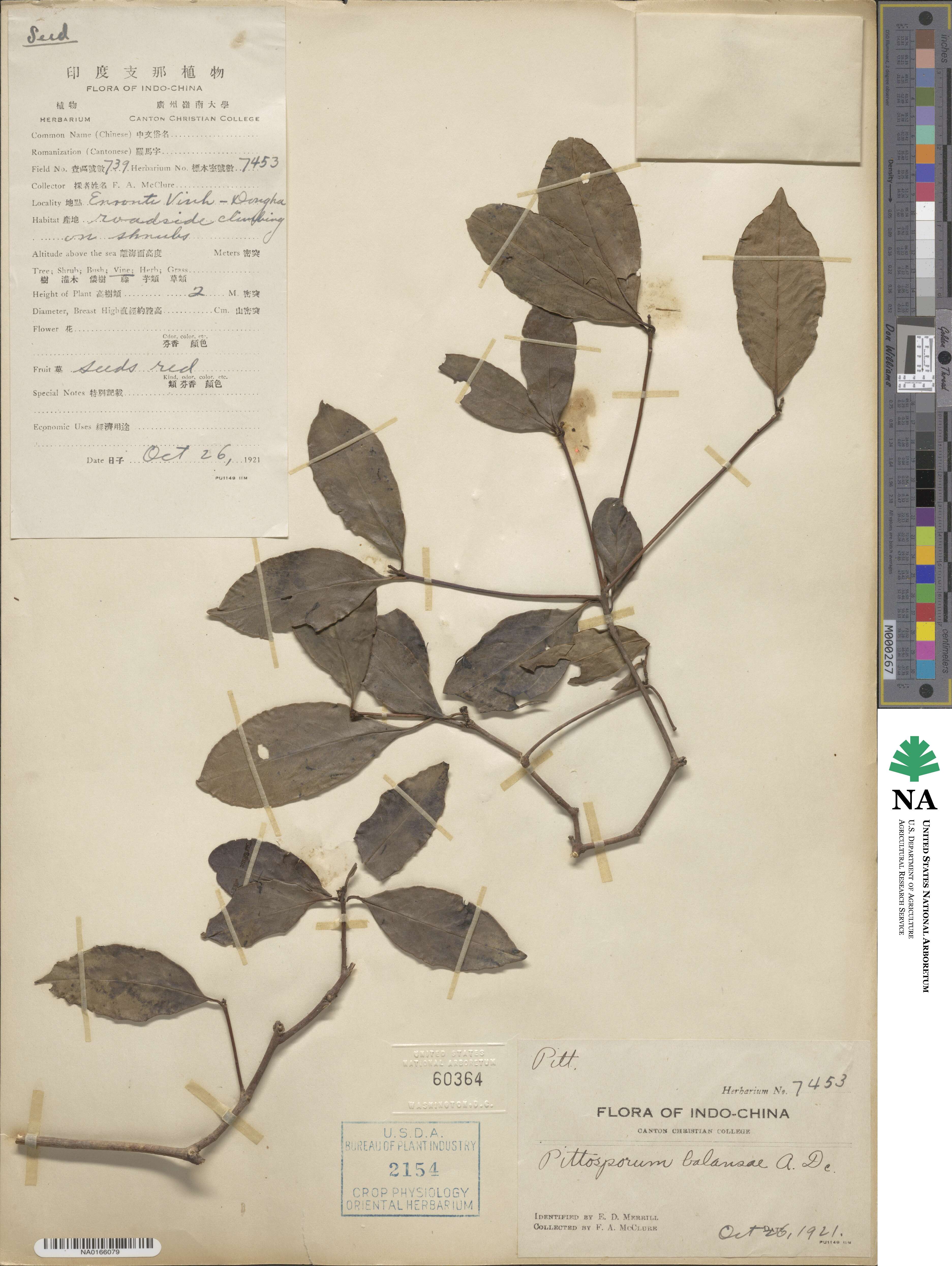 Pittosporum balansae image