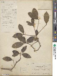 Pittosporum balansae image