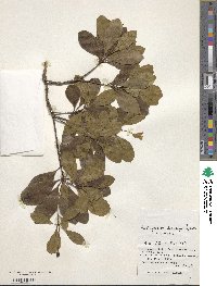 Pittosporum parvifolium var. beecheyi image