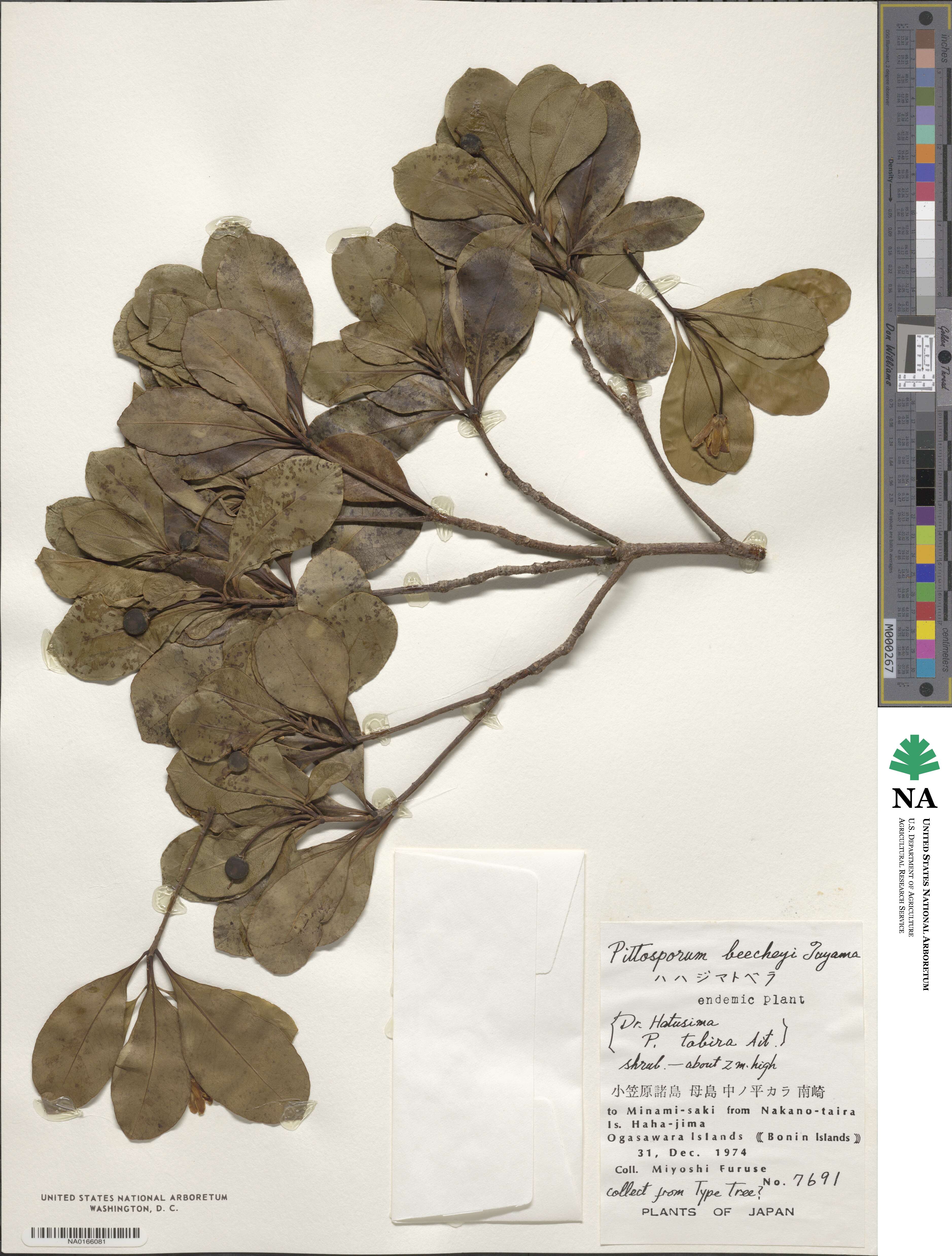 Pittosporum parvifolium image