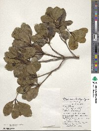 Pittosporum parvifolium var. beecheyi image