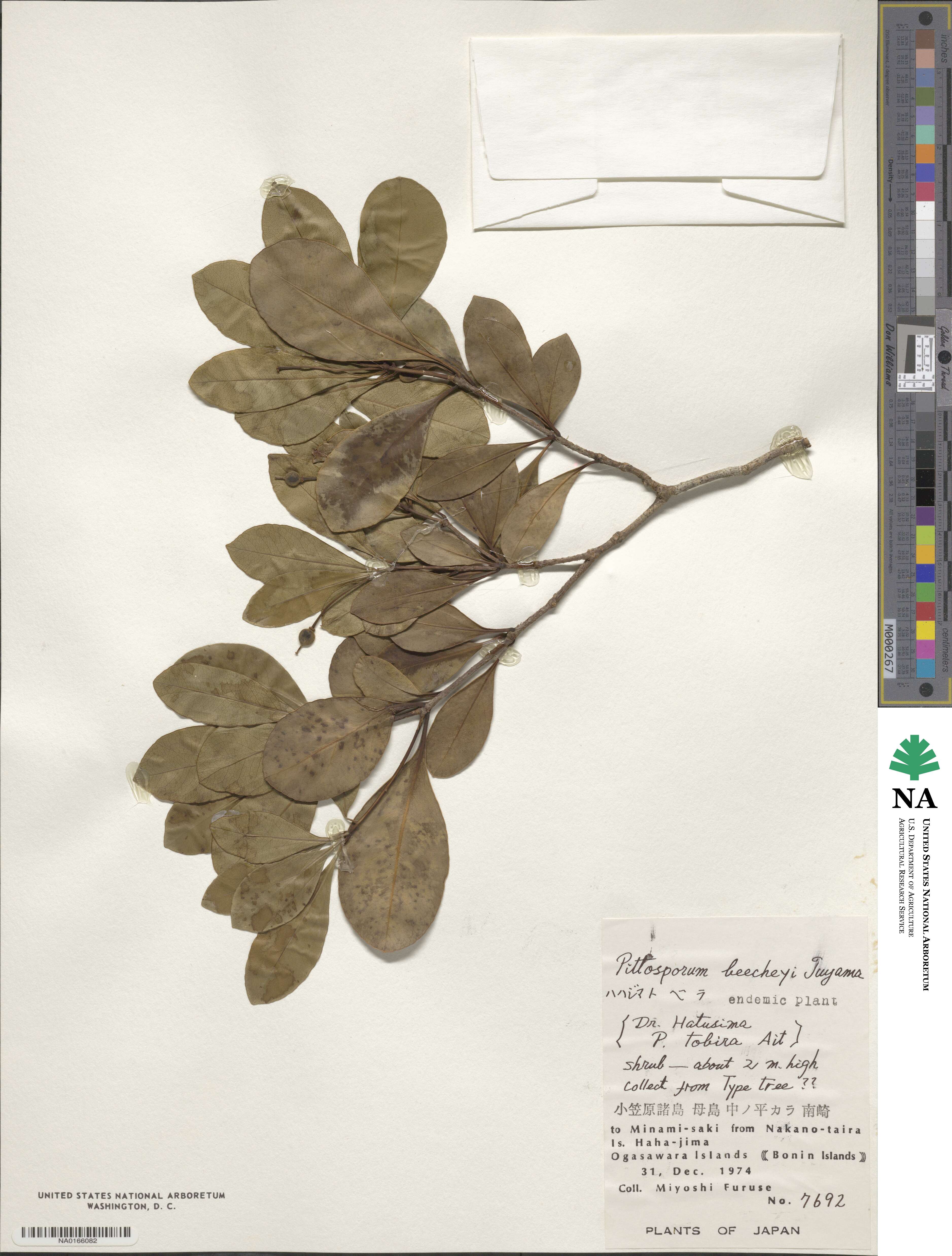 Pittosporum parvifolium image