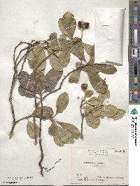 Pittosporum parvifolium var. beecheyi image