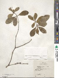 Pittosporum parvifolium var. beecheyi image