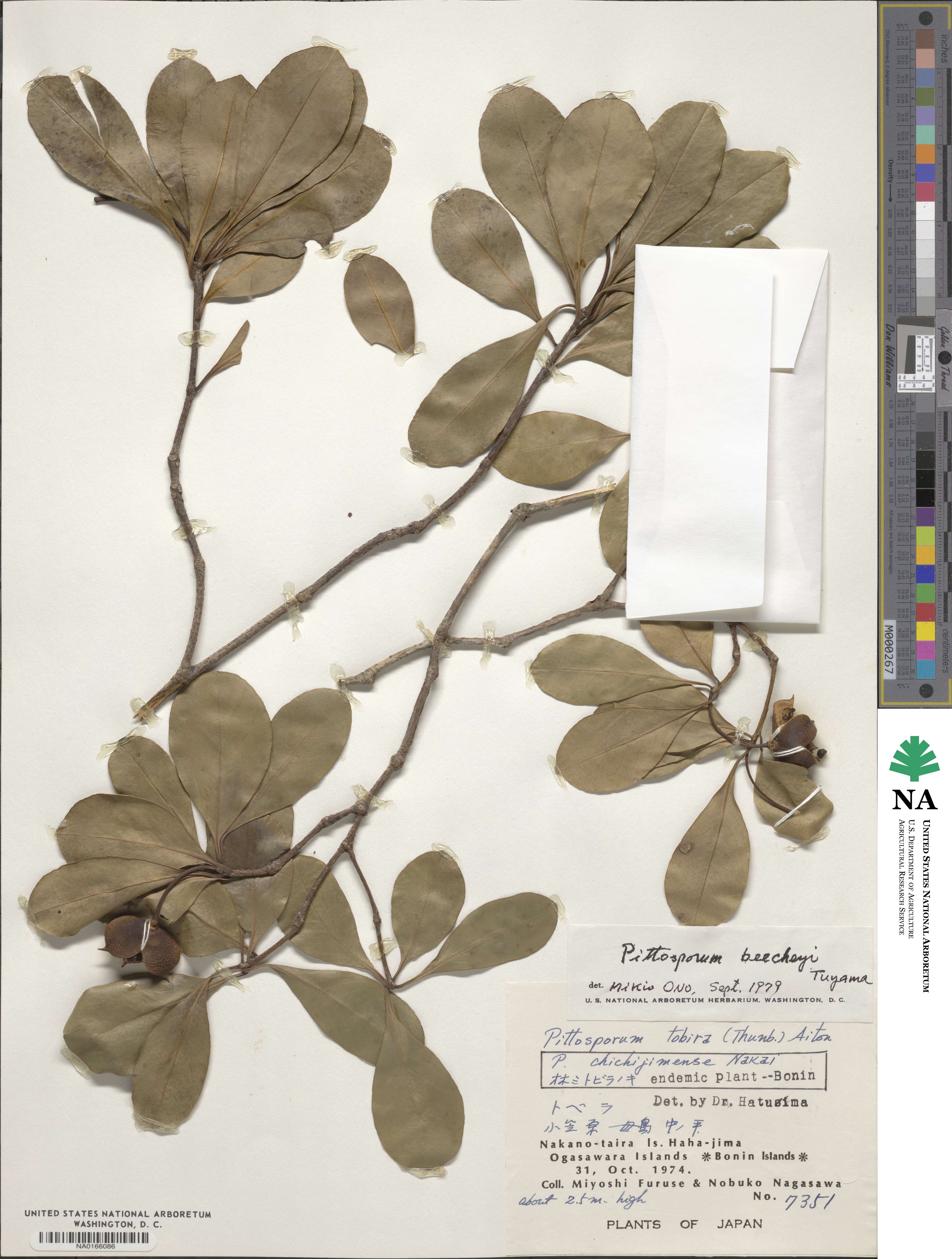 Pittosporum parvifolium var. beecheyi image