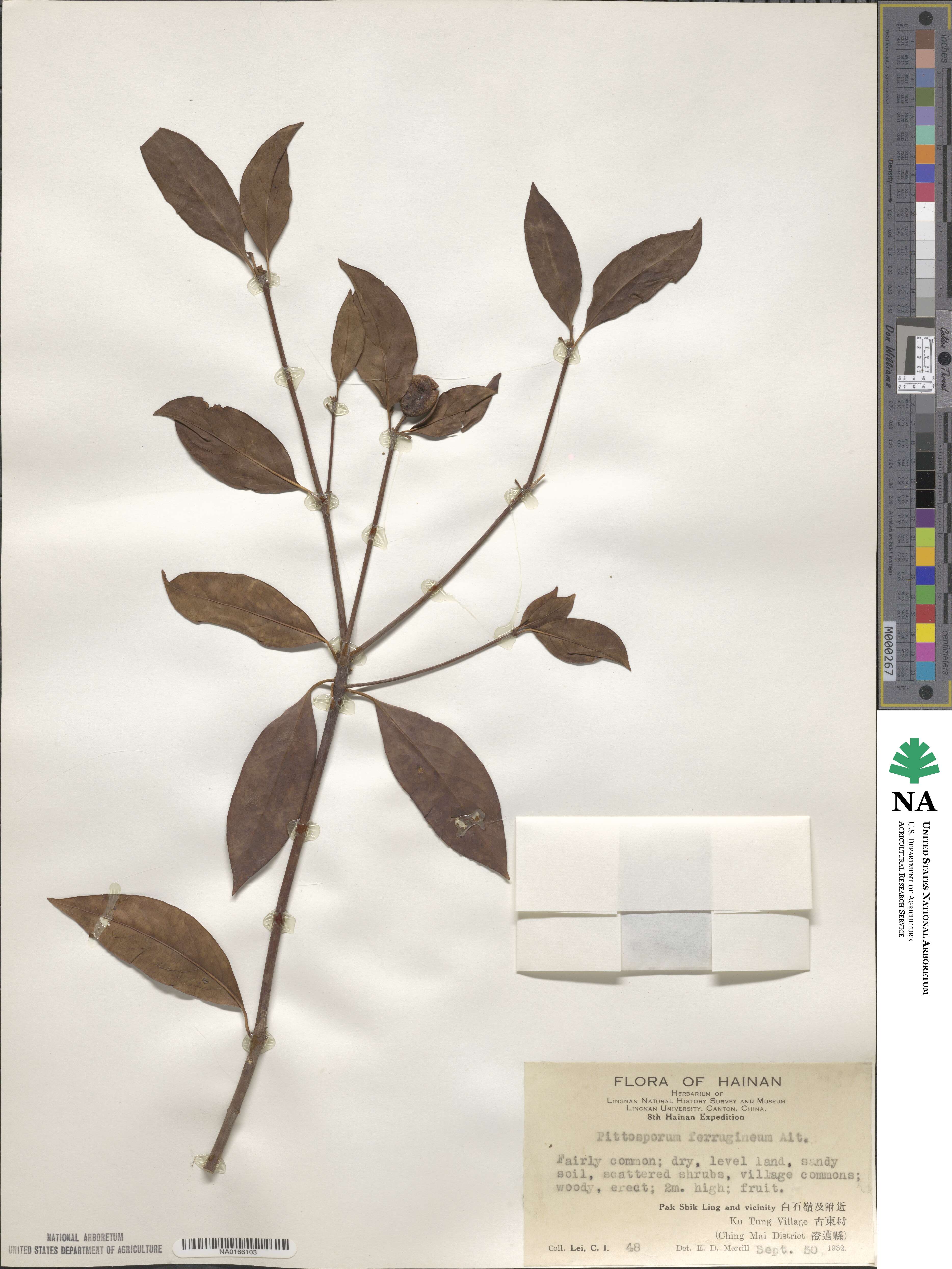 Pittosporum ferrugineum image