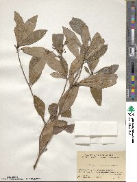 Pittosporum glabratum image