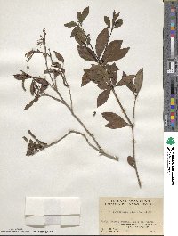 Pittosporum glabratum image