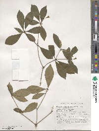 Pittosporum glabratum image